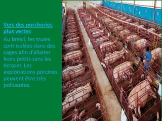 Vers des porcheries
plus vertes
Au brésil, les truies
sont isolées dans des
cages afin d’allaiter
leurs petits sans les
écraser. Les
exploitations porcines
peuvent être très
polluantes.
11
 