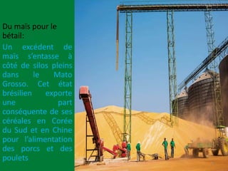 Du maïs pour le
bétail:
Un excédent de
maïs s’entasse à
côté de silos pleins
dans le Mato
Grosso. Cet état
brésilien exporte
une part
conséquente de ses
céréales en Corée
du Sud et en Chine
pour l’alimentation
des porcs et des
poulets 8
 
