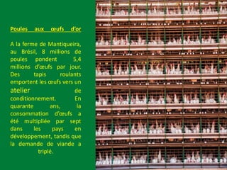 Poules aux œufs d’or
A la ferme de Mantiqueira,
au Brésil, 8 millions de
poules pondent 5,4
millions d’œufs par jour.
Des tapis roulants
emportent les œufs vers un
atelier de
conditionnement. En
quarante ans, la
consommation d’œufs a
été multipliée par sept
dans les pays en
développement, tandis que
la demande de viande a
triplé.
9
 