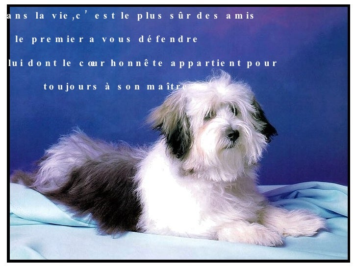 Nous Les Chiens Tres Beau Nous Les Chiens Tres Beau