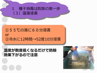 １　種子消毒は防除の第一歩
 （３）温湯浸漬



①５５℃の湯に６０分浸漬
or
②冷水に12時間→52度10分浸漬

温度が数度低くなるだけで防除
効果下がるので注意
 