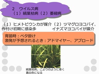２　ウイルス病
  （１）縞葉枯病（２）萎縮病

（１）ヒメトビウンカが媒介 （２）ツマグロヨコバイ、
作付け初期に感染多     イナズマヨコバイが媒介
育苗時：ベタ掛け
激発が予想されるとき：アドマイヤー、アプロード




      縞葉枯病。こよりのように巻く
      黄白色になる
 