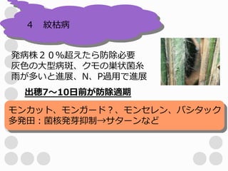 ４　紋枯病


発病株２０％超えたら防除必要
灰色の大型病斑、クモの巣状菌糸
雨が多いと進展、N、P過用で進展
 出穂7～10日前が防除適期

モンカット、モンガード？、モンセレン、バシタック
多発田：菌核発芽抑制→サターンなど
 