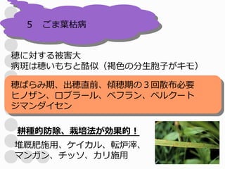５　ごま葉枯病


穂に対する被害大
病斑は穂いもちと酷似（褐色の分生胞子がキモ）

穂ばらみ期、出穂直前、傾穂期の３回散布必要
ヒノザン、ロブラール、ベフラン、ベルクート
ジマンダイセン

耕種的防除、栽培法が効果的！
堆厩肥施用、ケイカル、転炉滓、
マンガン、チッソ、カリ施用
 
