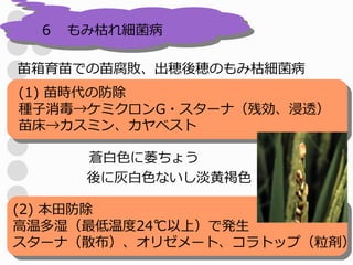 ６　もみ枯れ細菌病

苗箱育苗での苗腐敗、出穂後穂のもみ枯細菌病
(1) 苗時代の防除
種子消毒→ケミクロンG・スターナ（残効、浸透）
苗床→カスミン、カヤベスト

     蒼白色に萎ちょう
     後に灰白色ないし淡黄褐色

(2) 本田防除
高温多湿（最低温度24℃以上）で発生
スターナ（散布）、オリゼメート、コラトップ（粒剤）
 