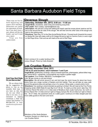 El Tecolote, Oct--Nov. 2013Page 5
Santa Barbara Audubon Field Trips
These trips are fun for
both beginning and
expert bird watchers.
Binoculars are useful
for enjoyment of birds,
but if you don’t have a
pair, please call the trip
leader and we’ll lend
you a spare.
	 Tr ip s a r e f r e e
unless noted.
Field Trips/Bird Walks
Do you have an idea?
We are always look-
ing for suggestions for
places to visit on our
monthly field trips. If
you have an idea and
are not sure where or
what to do next, or are
interested in helping
coordinate a field trip,
contact Jack Sanford at
805-566-2191 or bird-
sandtennis@hotmail.
com
Devereux Slough
Saturday, October 5th, 2013, 8:00 am - 11:00 am
Target Birds: shorebirds, water birds and wintering song birds
Trip Leader: Rob Lindsay, capnbob@sbceo.org
Description: We will bird a loop trail walking the beach past the snowy plover reserve and fol-
low a trail around the far side of the slough. We will then bird the other side of the slough and
back to the parking area.
Directions: Take Hwy 101 to the Glen Annie/Storke Rd exit. Proceed south (towards the ocean)
on Storke Rd then left make a left on El Colegio Rd and a right on Camino Corto Ln and a right
on Del Playa Drive. Park and we will meet at the end of Del Playa.
Las Cruzitas Ranch
Saturday, November 23nd, 2013
7:45 at car pool location, return between 1 and 2 pm
Target Birds: goldfinches, buntings, rufous-crowned sparrows, phainopepla, yellow-billed mag-
pie, prairie falcon, nuthatches, hummingbirds and maybe a golden eagle
Trip Leaders: Cruz Phillips, 688-8233, cruzitas@aol.com
Cost: $8 gas money to car pool drivers
Description: We will arrive around 9 am and bird near the ranch house for about two hours
where there are a large number of feeders and bird habitat. Then we will take an easy walk
around the general artea and perhaps a tour of a canyon. Bring water, a snack and/or lunch.
Directions: Car pooling is recommended as parking is limited. We will meet at the Five Points
shopping center (3925 State St near Big 5) at 7:45 am. To meet us at the ranch, take Hwy 154
to Armour Ranch Rd which is 3.3 miles west of Bradbury Dam (Lake Cachuma). Go north on
Armour Ranch Rd 1.4 miles and turn right on Happy Canyon Rd. At 2.4 miles turn right on Alisos
Ave. At 0.7 miles, the pavement ends at a cattle guard. Continue 2.6 miles straight past two
more cattle guards to the barn and ranch.
A tern coming in for a water landing at De-
vereux Slough. Photo by Callie Bowdish
Members of the Santa Barbara
Audubon Society on a field trip to
Las Cruzitas Ranch.
 