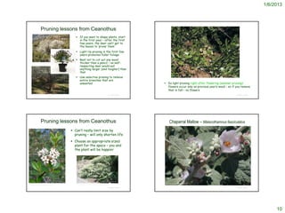 1/6/2013




                         Pruning lessons from Ceanothus
                                                                                    If you want to shape plants, start
                                                                                     in the first year – after the first
                                                                                     few years, the deer can’t get to
                                                                                     the leaves to ‘prune’ them
                                                                                    Light tip pruning in the first few
                                                                                     years promotes fuller foliage
                                                                                    Best not to cut out any wood
        http://www.fs.fed.us/database/feis/plants/shrub/ceacun/all.html              thicker than a pencil – no self-
                                                                                     respecting deer would eat
                                                                                     anything larger (and tougher) than
                                                                                     that
                                                                                    Use selective pruning to remove
                                                                                                                                                                         http://www.researchlearningcenter.com/bloom/species/Ceanothus_cuneatus_cuneatus.htm



                                                                                     entire branches that are
                                                                                     unwanted                                                                 Do light pruning right after flowering (summer pruning):
                                                                                                                                                               flowers occur only on previous year’s wood - so if you remove
                                                                                                                                                               that in fall – no flowers
    http://www.tulipsinthewoods.com/wild-plants/buckbrush-ceanothus-cuneatus/                                                              © Project SOUND                                                                                                     © Project SOUND




                         Pruning lessons from Ceanothus                                                                                                             Chaparral Mallow – Malacothamnus fasciculatus
                                                                                 Can’t really limit size by
                                                                                  pruning – will only shorten life
                                                                                 Choose an appropriate sized
                                                                                  plant for the space – you and
                                                                                  the plant will be happier




                                                                                                                                                              http://blass.com.au/definitions/malacothamnus
                                                                                   http://www.stylelist.com/?sem=1&ncid=bannadusstyl00000026
http://www.calflora.net/bloomingplants/buckbrush.html

                                                                                                                                           © Project SOUND                                                                                                     © Project SOUND




                                                                                                                                                                                                                                                                                      10
 