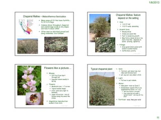 1/6/2013



                                                                                                                                                                                                                            Chaparral Mallow: feature
                      Chaparral Mallow – Malacothamnus fasciculatus
                                                                                                                                                                                                                             depend on the setting
                                                                          Many areas of CA that have foothills –
                                                                           N. CA to N. Baja                                                                                                                                   Size:
                                                                                                                                                                                                                                    3-12 ft tall
                                                                          Common shrub throughout chaparral
                                                                           and coastal sage scrub on dry slopes                                                                                                                     4-12 ft wide; spreading
                                                                           and fans to about 2500‘
                                                                                                                                                                                                                              Growth form:
                                                                          Often seen on disturbed ground and                                                                                                                       Woody shrub
                                                                           along roadsides; fire-follower.                                                                                                                          Stems are wand-like
http://ucjeps.berkeley.edu/cgi-bin/get_JM_treatment.pl?5042,5073,5079                                                                                                                                                               Fast to moderate growth
                                                                                                                                                                                                                                    May form a dense shrub or be
                                                                                                                                                                                                                                     more tree-like – depends on
                                                                                                                                                                                                                                     water, ‘pruning’, ?genetics

                                                                                                                                                                                                                              Foliage:
                                                                                                                                                                                                                                  Gray-green (more green with
                                                                                                                                                                                                                                   water) rounded leaves
                                                                                                                                                                                                                                  Softly hairy; pretty
                                                                                http://www.sci.sdsu.edu/plants/sdpls/plants/Malacothamnus_fasciculatus.html
    http://teacher-us.com/young/prsnl_ed/field_photos.htm
                                                                                                                                      © Project SOUND               http://blass.com.au/definitions/malacothamnus                                      © Project SOUND




                                                                               Flowers like a picture…                                                        Typical chaparral plant                                        Soils:
                                                                                                                                                                                                                                 Texture: just about any, but
                                                                                       Blooms:                                                                                                                                   likes well-drained best
                                                                                                 Off & on from April                                                                                                            pH: any but very alkali (> 8.0)
                                                                                                  through fall
                                                                                                                                                                                                                             Light:
                                                                                                 Heaviest bloom usually in
                                                                                                                                                                                                                                 Full sun to part-shade
                                                                                                  spring

                                                                                       Flowers:                                                                                                                             Water:
                                                                                                                                                                                                                                 New plant: treat as Zone 2
                                                                                                 Moderate size; ~ 1” across
                                                                                                                                                                                                                                 Established: needs little to no
                                                                                                 Typical mallow shape
                                                                                                                                                                                                                                  supplemental (Zone 1 or 1-2);
                                                                                                 Color: pink (very light to
                                                                                                                                                                                                                                      Will lose leaves in drought
                                                                                                  medium)
                                                                                                                                                                                                                                      Over-watering will make it
                                                                                                 Super attractive – lots of                                                                                                           spread faster – and may kill the
    http://en.wikipedia.org/wiki/File:Malacothamnus_fasciculatus_2.jpg
                                                                                                  blooms along the wand-like                                                                                                           plant
                                                                                                  stems
                                                                                                                                                                                                                             Fertilizer: none; likes poor soils
                                                                                       Vegetative reproduction:
                                                                                             suckers from roots                                                                                     © 2005 Janell Hillman


                                http://bugguide.net/node/view/295204/bgimage                                                          © Project SOUND                                                                                                  © Project SOUND




                                                                                                                                                                                                                                                                               11
 