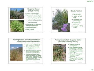 1/6/2013



                                                                                Chaparral Mallow:
                                                                                 pretty & informal                                                                                                                       ‘Casitas’ cultivar
                                                                            Lovely as an informal hedge
                                                                                                                                                                                                                             Upright habit
                                                                            Super choice for a wildlife garden:
                                                                                Nectar for: Hummingbirds, West
                                                                                                                                                                                                                             To 6-8’ tall and
                                                                                 Coast Lady, Western checkered                                                                                                                wide
                                                                                 skipper, and Large White Skipper
                                                                                                                                                                                                                             Attractive gray-
 http://www.flickr.com/photos/mechanoid_dolly/4590614319/



                                                                                Larval food plant: Gray Hairstreak                                                                                                           green foliage
                                                                                Cover and nesting sites                                                                                                                     Selected for
                                                                            Would work well in a chaparral or                                                                                                                garden use
                                                                             Edwardian-themed garden
                                                                                                                                                                                                                             Available – TPF &
                                                                            Large foundation plant                                                                                                                           others
                                                                            Slopes & hillsides

                                                                                                    © Project SOUND                                                                                                                    © Project SOUND
http://commons.wikimedia.org/wiki/File:Malacothamnus_fasciculatus_1.jpg                                               http://www.theodorepayne.org/mediawiki/index.php?title=Malacothamnus_fasciculatus_'Casitas'




                   Watering lessons from Chaparral Mallow                                                                         Pruning lessons from Chaparral Mallow
                        (that impact pruning/management)                                                                               (and other suckering shrubs)
                                                                           Growth rate often dependent on
                                                                            water – faster with more water                                                                                                           Watering practices
                                                                                                                                                                                                                      impact pruning
                                                                           Often growth rate is inversely
                                                                            correlated with plant longevity:                                                                                                         Some plants will always
                                                                            ‘live hard & die young’                                                                                                                   look informal – these are
                                                                                                                                                                                                                      not plants that take to
                                                                           Most mallows (and other spreading                                                                                                         formal pruning, so choose
                                                                            shrubs) are opportunists: they                                                                                                            accordingly.
                                                                            spread as much as water allows
                                                                           Even if you limit summer water,
                                                                                                                                                                                                                     Work with – not against –
                                                                            most will still spread – for example                                                                                                      the plant’s natural
                                                                            in wet winters. This is part of the                                                                                                       tendencies
                                                                            plant’s survival mechanism – growing                                                                                                     This plant will not ‘stay in
                                                                            new shoots in areas where
                                                                            competition for light/water are
                                                                                                                                                                                                                      place’ forever – needs to
                                                                            less                                                                                                                                      spread out
         © 2009 Neal Kramer


                                                                                                    © Project SOUND                                                                                                                    © Project SOUND




                                                                                                                                                                                                                                                              12
 