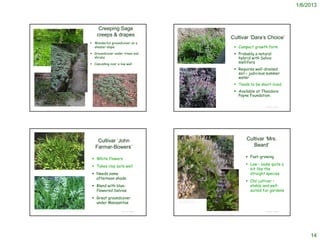 1/6/2013



                                                                                                  Creeping Sage
                                                                                                 creeps & drapes
                                                                                                                                                                                                           Cultivar ‘Dara’s Choice’
                                                                                             Wonderful groundcover on a
                                                                                              shadier slope                                                                                                  Compact growth form
                                                                                             Groundcover under trees and                                                                                    Probably a natural
                                                                                              shrubs                                                                                                          hybrid with Salvia
                                                                                             Cascading over a low wall
                                                                                                                                                           http://ohric.ucdavis.edu/photos/ornament8.htm
                                                                                                                                                                                                              mellifera
                                                                                                                                                                                                             Requires well-drained
http://www.yerbabuenanursery.com/viewplant.php?pid=33




                                                                                                                                                                                                              soil – judicious summer
                                                                                                                                                                                                              water
                                                                                                                                                                                                             Tends to be short-lived
                                                                                                                                                                                                             Available at Theodore
                                                                                                                                                                                                              Payne Foundation.

 http://www.redding.com/photos/galleries/2008/apr/26/right-home/5302/
                                                                                                                                         © Project SOUND                                                                     © Project SOUND
                                     http://seedbyte.blogspot.com/2009_12_11_archive.html      http://www.yerbabuenanursery.com/viewplant.php?pid=33




                                                                                                Cultivar ‘John                                                                                                    Cultivar ‘Mrs.
                                                                                               Farmar-Bowers’                                                                                                        Beard’

                                                                                              White flowers                                                                                                       Fast-growing

                                                                                              Takes clay soils well                                                                                               Low – looks quite a
                                                                                                                                                                                                                    bit like the
                                                                                              Needs some                                                                                                           straight species
                                                                                               afternoon shade
                                                                                                                                                                                                                   Old cultivar –
                                                                                              Blend with blue-                                                                                                     stable and well-
                                                                                               flowered Salvias                                                                                                     suited for gardens
                                                                                              Great groundcover
                                                                                               under Manzanitas
                                                                                                                                                           http://www.laspilitas.com/nature-of-
                                                                                                                                                           california/plants/salvia-sonomensis-mrs-beard




 http://www.laspilitas.com/nature-of-california/plants/salvia-sonomensis-farmar-bower                                                    © Project SOUND                                                                     © Project SOUND




                                                                                                                                                                                                                                                    14
 