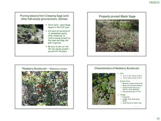 1/6/2013



      Pruning lessons from Creeping Sage (and                                                                                               Properly pruned Black Sage
       other half-woody groundcovers, Salvias)
                                                                                                                                        Leave 3-4 pairs of new leaves/shoots
                                                                                      Start early – good shape
                                                                                       begins in the first year
                                                                                      Cut back all varieties of
                                                                                       S. sonomensis yearly,
                                                                                       after flowering, to
                                                                                       control woody growth at
                                                                                       the base and keep the
                                                                                       plant vigorous.
http://www.baynatives.com/plants/Salvia-sonomensis/


                                                                                      Be sure to not cut into
                                                                                       the old, woody growth –
                                                                                       you will kill the plant
                                                                                                      © Project SOUND                                                                      © Project SOUND




            *Redberry Buckbrush – Rhamnus crocea                                                                             Characteristics of Redberry Buckbrush
                                                                                                                                                                    Size:
                                                                                                                                                                       3-6+ ft tall; can be to 15 ft.
                                                                                                                                                                          4-6 ft wide; can be to 10 ft.

                                                                                                                                                                    Growth form:
                                                                                                                                                                        Medium to large woody shrub
                                                                                                                                                                        Many stiff branches (dense)
                                                                                                                                                                        Coastal forms tend to be
                                                                                                                                                                         shorter, more sprawling
                                                                                                                                                                        Slow-growing, esp. at first

                                                                                                                                                                    Foliage:
                                                                                                                                                                        Evergreen
                                                                                                                                                                        Simple, shiny dark-green
                                                                                                                                                                         leaves
                                                                                                                                                                        Some thorns at branch tips
            http://www.researchlearningcenter.org/bloom/species/Rhamnus_crocea.htm
                                                                                                                        © 2007 Neal Kramer
            http://biology.csusb.edu/PlantGuideFolder/RhamnusCrocea/RhamnusCroceaPage.htm             © Project SOUND   http://www.timetotrack.com/jay/redb3.htm                           © Project SOUND




                                                                                                                                                                                                                  15
 