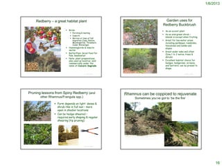 1/6/2013



                              Redberry – a great habitat plant                                                                                                                                    Garden uses for
                                                                                                                                                                                                 Redberry Buckbrush
                                                                             Birds:                                                                                                              As an accent plant
                                                                                Perching & nesting
                                                                                                                                                                                                  As an evergreen shrub –
                                                                                Insects
                                                                                                                                                                                                   blends in except when fruiting.
                                                                                Berries at time of fall
                                                                                 migration (Jays, Robins,                                                                                         Great for low-water areas
                                                                                 Mockingbirds, Thrashers,                                                                                          including parkways, roadsides,
                                                                                 Cedar Waxwings)                                                                                                   fencelines and banks and
                                                                             Hummingbirds & insects:                                                                                              slopes
                                                                              nectar
                                                                                                                                                                                                  Great under oaks and other
                                                                             Butterflies: larval food for
                                                                                                                                                                                                   Zone 1 to 2 native trees &
                                                                              Pale Swallowtail
                                                                                                                                                                                                   shrubs
                                                                             Note: plant preparations
                                                                              also used as laxative; sold                                                                                         Excellent habitat choice for
                                                                              commercially under the                                                                                               hedges, hedgerows, screens,
                                                                              name of Cascara Sagrada                                                                                              and barriers; can be pruned to
                                                                                                                                                                                                   shape
     http://www.hazmac.biz/030714/030714RhamnusCroceaPoster.html
                                                                                             © Project SOUND                                                                                                         © Project SOUND
                                                                                                               http://www.yerbabuenanursery.com/online_album/0882.htm




          Pruning lessons from Spiny Redberry (and                                                             Rhamnus can be coppiced to rejuvenate
                                        other Rhamnus/Frangula spp.)                                                                    Sometimes you’ve got to ‘be the fire’
                                                                    Form depends on light: dense &
                                                                     shrub-like in full sun – more
                                                                     open in shadier locations
                                                                    Can be hedge-sheared –
                                                                     requires early shaping & regular
                                                                     shearing (tip pruning)




                                                                                                                  http://tmousecmouse.blogspot.com/2009/04/tree-work-2-chaparral-shape-up.html




http://caornamentalnativeplants.org/redberry.jpg
                                                                                             © Project SOUND                                                                                                         © Project SOUND




                                                                                                                                                                                                                                            16
 