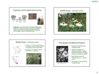 1/6/2013




          Coppicing: severe regenerative pruning                                                                                                                               Matilija Poppy – Romneya coulteri




                                                                                           http://www.primitiveways.com/coppicing.html




 http://www.answers.com/topic/coppicing?cat=technology




    Coppicing is a traditional method of woodland management in
     which tree stems are cut down to a low level. In subsequent
     growth years, many new shoots will emerge and after a
     number of years the cycle begins again and the coppiced
     tree, or stool, is ready to be harvested again
                                                                                                                                                                 http://www.goldenwestcollege.edu/garden/plantofmonth/0510.html

                                                                                                                                         © Project SOUND                                                                                                               © Project SOUND




                           Matilija Poppy – Romneya coulteri                                                                                                     ‘The Queen of California Flowers’
                                                                             Endemic to S. CA from Santa Barbara
                                                                              Co. to Baja – locally on Catalina Isl. and                                                                                                                          Loved by naturalists and
                                                                              in Santa Monica & San Gabriel Mtns.                                                                                                                                  gardeners alike
                                                                             Uncommon in dry washes & canyons                                                                                                                                    Called the “Queen of
                                                                              below 4000 ft in chaparral                                                                                                                                           California Flowers,” (Mary
                                                                                                                                                                                                                                                   Elizabeth Parsons, The Wild
     http://www.efloras.org/florataxon.aspx?flora_id=1&taxon_id=220011716
                                                                                                                                                                                                                                                   Flowers of California, 1897)
                                                                                                                                                                                                                                                  Does have an exotic &
                                                                                                                                                                                                                                                   tropical look to it – artists
                                                                                                                                                                                                                                                   love it!
                                                                                                                                                                                                                                                  Decreasing in the wilds due
                                                                                                                                                                                                                                                   to habitat loss
http://ucjeps.berkeley.edu/cgi-bin/get_JM_treatment.pl?5547,5597,5598            © 2006 Ricky Grubb
                                                                                                                                         © Project SOUND   http://cartas.typepad.com/main/2010/05/matilija-poppy-romneya-coulteri-mythical-beauty.html                 © Project SOUND




                                                                                                                                                                                                                                                                                              17
 