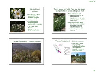 1/6/2013



                                                                                                       ‘White Cloud’                     Pruning lessons from Matilija Poppy (and other ground-
                                                                                                         cultivar                           cover plants that are cut back to the ground in fall
                                                                                                                                                                                                                 Prune back hard in fall:
                                                                                                   Theodore Payne first                                                                                                   In nature a fall frost will kill
                                                                                                    discovered it in a                                                                                                      stems to the ground
                                                                                                    southern California                                                                                                    In your (western L.A. Co) garden
http://www.californianativeplants.com/index.php?option=com_content&view=article&catid=34:featur
                                                                                                    nursery in 1940                                                                                                         you must do the same – cut back
ed-plants&id=54:romneya-coulteri-white-cloud-matilija-poppy&Itemid=56
                                                                                                                                                                                                                            to small stubs (4”)
                                                                                                   Probably a hybrid
                                                                                                    between Romneya                                                                                              Hard to control/size issues
                                                                                                    coulteri X R. trichocalyx                                                                                              They will attempt to reach their
                                                                                                                                                                                                                            maximum size – that’s what
                                                                                                   Very large, showy                                                                                                       they’re programmed to do
                                                                                                    flowers                                                                                                                Better to plant for the space,
                                                                                                                                                                                                                            rather than try to control the
                                                                                                   Slightly smaller size                                                                                                   size/spread
                                                                                                                   © Project SOUND                                                                                                                    © Project SOUND




          *Felt-leaf Yerba Santa – Eriodictyon crassifolium                                                                                     *Felt-leaf Yerba Santa – Eriodictyon crassifolium
                                                                                                                                                                                                                                   Coastal ranges of CA from
                                                                                                                                                                                                                                    central CA to Baja
                                                                                                                                                                                                                                   Locally in Santa Monica Mtns,
                                                                                                                                                                                                                                    foothills of the San Gabriels &
                                                                                                                                                                                                                                    San Fernando Valley
                                                                                                                                                                                                                                   Dry gravelly and rocky places
                                                                                                                                                                                                                                    below 6000' in chaparral and
                                                                                                                                                                                                                                    pinyon-juniper woodland


                                                                                                                                     http://ucjeps.berkeley.edu/cgi-bin/get_JM_treatment.pl?4518,4525,4530




                                                                                                                                                                       http://www.swsbm.com/Maps/Eriodictyon_crassifolium.gif




             Charles Webber © California Academy of Sciences


                                                                                                                   © Project SOUND                                                                                                                    © Project SOUND




                                                                                                                                                                                                                                                                             19
 