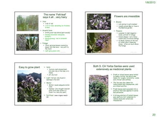 1/6/2013



                              The name ‘Felt-leaf’
                             says it all…very hairy                                                                                                                  Flowers are irresistible
                           Size:                                                                                                                                    Blooms:
                                 4-8+ ft tall                                                                                                                           Late spring to early summer
                                 4-12 ft wide; spreading via rhizomes                                                                                                   Usually around May or June in
                                  & seed                                                                                                                                  the Madrona garden
                           Growth form:                                     http://commons.wikimedia.org/wiki/Category:Eriodictyon_crassifolium
                                                                                                                                                                     Flowers:
                              Stiffly erect sub-shrub (part-woody)                                                                                                      Lavender to light magenta –
                              Densely branched; evergreen;                                                                                                               lovely contrast to foliage
                               aromatic                                                                                                                                  Funnel-shaped – but a fancy
                              Quick-growing – has to establish                                                                                                           funnel (very Victorian looking)
                               itself                                                                                                                                    In dense clusters at the end
                                                                                                                                                                          of rather short flowering
                           Foliage:                                                                                                                                      stems – often not much above
                              Thick, serrated leaves covered by                                                                                                          the foliage
                               dense, felt-like hairs – very soft to
                               the touch
© 2009 Deborah Leonard
                              Light gray-green color
                                                           © Project SOUND    http://www.researchlearningcenter.com/bloom/species/Eriodictyon_crassifolium.htm                              © Project SOUND




     Easy to grow plant           Soils:                                                            Both S. CA Yerba Santas were used
                                      Texture: well-drained best,                                     extensively as medicinal plants
                                       but even clay is fine (esp. on a
                                       slope)
                                      pH: any local                                                                                                              Fresh or dried leaves were boiled
                                                                                                                                                                   to make a bitter tea which was
                                  Light: full sun; only found in                                                                                                  taken for coughs, bronchitis, colds,
                                    openings in the wild                                                                                                           sore throat and asthma.

                                  Water:                                                                                                                         The tea was also taken for
                                      Winter: needs adequate winter                                                                                               tuberculosis and rheumatism, and
                                       rains                                                                                                                       as a blood purifier.
                                      Summer: very drought tolerant                                                                                              Fresh leaves were pounded into a
                                       after first year (Zone 1-2;                                                                                                 poultice that was applied to sores
                                       Zone 2 in a very dry year)                                                                                                  and abrasions.
                                  Fertilizer: none; organic mulch                                                                                                A strong solution of boiled leaves
                                    OK                                                                                                                             was used as a hot compress to
                                                                                                                                                                   relieve muscular aches and
                                                                                                                                                                   rheumatism.
  BonTerra Consulting
                                                           © Project SOUND             http://www.calflora.net/bloomingplants/thickleafyerbasanta.html                                      © Project SOUND




                                                                                                                                                                                                                   20
 