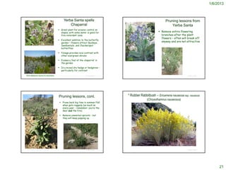 1/6/2013



                                                                                                Yerba Santa spells                                                                                                                                                  Pruning lessons from
                                                                                                    Chaparral                                                                                                                                                           Yerba Santa
                                                                                  Great plant for erosion control on
                                                                                   slopes; with some water is good for                                                                                                                                          Remove entire flowering
                                                                                   fire-retardant zone                                                                                                                                                           branches after the plant
                                                                                                                                                                                                                                                                 flowers – often will break off
                                                                                  Excellent addition to the butterfly
                                                                                   garden – flowers attract Buckeye,
                                                                                                                                                                                                                                                                 anyway and are not attractive
http://www.laspilitas.com/nature-of-california/plants/eriodictyon-crassifolium     Swallowtails, and Checkerspot
                                                                                   butterflies

                                                                                  Foliage provides nice contrast with
                                                                                   other evergreen shrubs

                                                                                  Evokes a ‘feel of the chaparral’ in
                                                                                   the garden

                                                                                  In a mixed dry hedge or hedgerow –
                                                                                   particularly for contrast

 With Malosma laurina & baccharis                                                http://www.plantscomprehensive.com/regional-native-plants-particular-interest-eriodictyon-crassifolium-var-crassifolium-silver-felty-le
                                                                                                                                                                   © Project SOUND                                                                                                   © Project SOUND




                                                                                 Pruning lessons, cont.                                                                                                                    * Rubber Rabbitbush – Ericameria nauseosa ssp. nauseosa
                                                                                                                                                                                                                                                       (Chrysothamnus nauseosus)
                                                                                    Prune back big time in summer/fall
                                                                                     when gets raggedy (as much as
                                                                                     every year – remember: you’re the
                                                                                     deer and the fire)

                                                                                    Remove unwanted sprouts – but
                                                                                     they will keep popping up




                                                                                                                                                                                                                             © 2003 Michael Charters


    http://davesgarden.com/guides/pf/showimage/229114/                                                                                                               © Project SOUND                                                                                                 © Project SOUND




                                                                                                                                                                                                                                                                                                            21
 