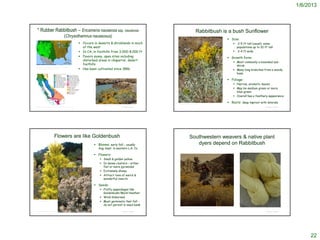1/6/2013



      * Rubber Rabbitbush – Ericameria nauseosa ssp. nauseosa                                                                                                                                  Rabbitbush is a bush Sunflower
                                                           (Chrysothamnus nauseosus)
                                                                                                                                                                                                                                      Size:
                                                                                   Occurs in deserts & shrublands in much                                                                                                                 2-5 ft tall (usual); some
                                                                                    of the west                                                                                                                                            populations up to 10 ft tall
                                                                                   In CA, in foothills from 3,000-8,000 ft                                                                                                               2-4 ft wide
                                                                                   Favors sunny, open sites including                                                                                                                Growth form:
                                                                                    disturbed areas in chaparral, desert
                                                                                                                                                                                                                                          Most commonly a mounded sub-
                                                                                    foothills                                                                                                                                              shrub
                                                                                   Has been cultivated since 1886
     http://www.swcoloradowildflowers.com/Yellow%20Enlarged%20Photo

                                                                                                                                                                                                                                          Many long branches from a woody
     %20Pages/chrysothamnus%20nauseosus.htm


                                                                                                                                                                                                                                           base

                                                                                                                                                                                                                                      Foliage:
                                                                                                                                                                                                                                          Narrow, aromatic leaves
                                                                                                                                                                                                                                          May be medium green or more
                                                                                                                                                                                                                                           blue-green
                                                                                                                                                                                                                                          Overall has a feathery appearance

                                                                                                                                                                    © 2005 Christopher L. Christie
                                                                                                                                                                                                                                      Roots: deep taproot with laterals
                                                                                                         http://en.wikipedia.org/wiki/Chrysothamnus_nauseosus
 http://ucjeps.berkeley.edu/cgi-bin/get_JM_treatment.pl?Chrysothamnus+nauseosus                                                                   © Project SOUND                                                                                                © Project SOUND




                                       Flowers are like Goldenbush                                                                                                                  Southwestern weavers & native plant
                                                                                                        Blooms: early fall - usually                                                  dyers depend on Rabbitbush
                                                                                                           Aug-Sept. in western L.A. Co.

                                                                                                        Flowers:
                                                                                                              Small & golden yellow
                                                                                                              In dense clusters – either
                                                                                                               flat or more pyramidal
                                                                                                              Extremely showy
                                                                                                              Attract tons of weird &
                                                                                                               wonderful insects

                                                                                                        Seeds:
                                                                                                              Fluffy appendages like
                                                                                                               Goldenbush/Mock Heather
                                                                                                              Wind disbursed
 © 2003 Michael Charters
                                                                                                              Must germinate that fall –
                                                                                                               do not persist in seed bank
                                                                                                                                                                       http://lyn.bengaltech.com/old/public/lynimages/nativef.html

http://www.swcoloradowildflowers.com/Yellow%20Enlarged%20Photo%20Pages/chrysothamnus%20nauseosus.htm                                              © Project SOUND                                                                                                © Project SOUND




                                                                                                                                                                                                                                                                                        22
 