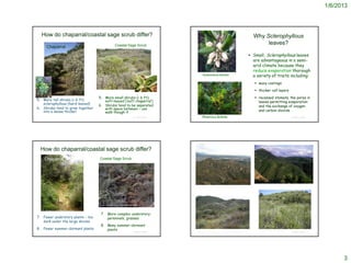 1/6/2013



  How do chaparral/coastal sage scrub differ?                                                                                                                                                                      Why Sclerophyllous
                                                                                   Coastal Sage Scrub                                                                                                                   leaves?
         Chaparral
                                                                                                                                                                                                                  Small, Sclerophyllous leaves
                                                                                                                                                                                                                   are advantageous in a semi-
                                                                                                                                                                                                                   arid climate because they
                                                                                                                                                                                                                   reduce evaporation thorough
                                                                                                                                                Xyloccocus bicolor                                                 a variety of traits including:
                                                                                                                                                                                                                     waxy coatings

                                                                                                                                                                                                                     thicker cell layers

                                                       5. More small shrubs (< 6 ft);                                                                                                                                recessed stomata, the pores in
5. More tall shrubs (> 6 ft);                             soft-leaved (‘soft chaparral’)                                                                                                                              leaves permitting evaporation
   sclerophyllous (hard-leaved)                        6. Shrubs tend to be separated                                                                                                                                 and the exchange of oxygen
6. Shrubs tend to grow together                           with space between – can
   into a dense thicket                                   walk though it                                                                                                                                              and carbon dioxide
                                                                                                                        © Project SOUND         Rhamnus ilicifolia                                                                                                          © Project SOUND




  How do chaparral/coastal sage scrub differ?
      Chaparral                                        Coastal Sage Scrub




                                                                                                                                                                                                                     http://interwork.sdsu.edu/fire/resources/san-diego-habitats.htm




                                                       http://www.laspilitas.com/nature-of-california/communities/coastal-sage-scrub


   http://davesgarden.com/guides/articles/view/2789/

                                                         7. More complex understory:
7. Fewer understory plants – too                            perennials, grasses
   dark under the large shrubs
                                                         8. Many summer-dormant
8. Fewer summer-dormant plants                              plants                                                                                                                                                        http://www.soenyun.com/Blog/tag/exotics/
                                                                         © Project SOUND                                                  http://groups.ucanr.org/SAFE/Fire_in_Southern_California_Ecosystems/                                                              © Project SOUND




                                                                                                                                                                                                                                                                                                    3
 