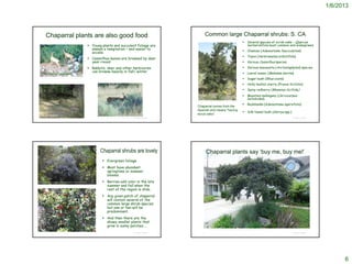 1/6/2013




          Chaparral plants are also good food                                                                                                                    Common large Chaparral shrubs: S. CA
                                                                                                                                                                                                                          Several species of scrub oaks - Quercus
                                                                            Young plants and succulent foliage are                                                                                                        berberidifolia most common and widespread.
                                                                             always a temptation – and easier to                                                                                                          Chamise (Adenostoma fasciculatum)
                                                                             access
                                                                                                                                                                                                                          Toyon (Heteromeles arbutifolia)
                                                                            Ceanothus leaves are browsed by deer
                                                                             year-round                                                                                                                                   Various Ceanothus species
                                                                            Rabbits, deer and other herbivores                                                                                                           Various manzanita (Arctostaphylos) species
                                                                             can browse heavily in fall/ winter                                                                                                           Laurel sumac (Malosma laurina)
    Deer eating Ceanothus
   http://picasaweb.google.com/lh/photo/F7xecrsLEk2wFiIEETx41A
                                                                                                                                                                                                                          Sugar bush (Rhus ovata)
                                                                                                                                                                                                                          Holly-leafed cherry (Prunus ilicifolia)
                                                                                                                                                                                                                          Spiny redberry (Rhamnus ilicifolia)
                                                                                                                                                                                                                          Mountain mahogany (Cercocarpus
                                                                                                                                                                                                                           betuloides).
                                                                                                                                                                                                                          Redshanks (Adenostema sparsifolia)
                                                                                                                                                             Chaparral comes from the
                                                                                                                                                             Spanish and means "having
                                                                                                                                                                                                                          Silk-tassel bush (Garrya spp.)
   Brush Rabbit
                                                                                                                                                             scrub oaks".
                                                                                  http://www.bentler.us/eastern-washington/plants/shrubs/rabbit-brush.aspx
                                                                                                                                      © Project SOUND                                                                                                       © Project SOUND




                                                                                  Chaparral shrubs are lovely                                                     Chaparral plants say ‘buy me, buy me!’
                                                                                      Evergreen foliage
                                                                                      Most have abundant
                                                                                       springtime or summer
                                                                                       blooms.
http://dunncreekfarm.blogspot.com/2010/04/organic-farming-from-hell.html              Berries add color in the late
                                                                                       summer and fall when the
                                                                                       rest of the region is drab.
                                                                                      Any given patch of chaparral
                                                                                       will contain several of the
                                                                                       common large shrub species
                                                                                       but one or two will be
                                                                                       predominant.
                                                                                      And then there are the
                                                                                       showy smaller plants that
                                                                                       grow in sunny patches….
                                                                                                                                                                    http://jimmundy.name/garden_album/slides/Ceanothus_looking_toward_front_door.html

                                                                                                                                     © Project SOUND                                                                                                        © Project SOUND




                                                                                                                                                                                                                                                                                    6
 