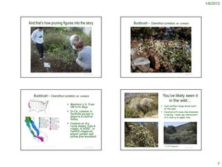 1/6/2013




        And that’s how pruning figures into the story                                                                                       Buckbrush – Ceanothus cuneatus var. cuneatus




                                                                                                  © Project SOUND                                                                                                                                      © Project SOUND




                       Buckbrush – Ceanothus cuneatus var. cuneatus                                                                                                                              You’ve likely seen it
                                                                                                                                                                                                    in the wild…
                                                                                      Western U.S. from
                                                                                       OR to N. Baja                                                                                             Just another large shrub most
                                                                                                                                                                                                  of the year
                                                                                      In CA, common in                                                                                          Covered with snow-like blossoms
   http://oregonstate.edu/dept/botany/herbarium/projects/ceanothus/CeCu/index.html     foothills except in                                                                                        in spring – some say reminiscent
                                                                                       deserts & Central                                                                                          of a cherry or apple tree
                                                                                       Valley                       http://www.fs.fed.us/database/feis/plants/shrub/ceacun/all.html




                                                                                      Common on dry,
                                                                                       rocky slopes, fans &
                                                                                       ridges, to 6000', in
                                                                                       foothill chaparral,
                                                                                       pinyon-juniper and
                                                                                       yellow pine woodland

                                                                                                                                                                                                   http://www.flickr.com/photos/ericinsf/2409689371/


http://ucjeps.berkeley.edu/cgi-bin/get_JM_treatment.pl?6586,6589,6594,6595
                                                                                                  © Project SOUND
                                                                                                                                                                                                    N. CA Chaparral                                    © Project SOUND
                                                                                                                    http://www.tulipsinthewoods.com/wild-plants/buckbrush-ceanothus-cuneatus/




                                                                                                                                                                                                                                                                               7
 