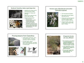 1/6/2013



            Buckbrush Ceanothus makes a good large shrub                                                                                                          Human uses of Buckbrush (and other
                                                                                                       Wonderful for erosion control                                    Ceanothus species
                                                                                                        and naturalizing on slopes
                                                                                                       Good shrub for large-scale
                                                                                                        plantings                                                                                                                      Tea from leaves and flowers

                                                                                                       Good for dry, rocky hot sites –                                                                                                Dyes: green from the flowers;
                                                                                                        not for near the coast                                                                                                          red from the root.
                                                                                                       Wonderful habitat plant:                                                                                                       Stands were burned & coppiced
                                                                                                          Bees love nectar                                                                                                             to produce young, straight
http://natureshutterbug.com/wordpress/2010/02/17/a-different-kind-of-snowy-white-with-many-insects/



                                                                                                          Larval host plant for White-                                                                                                 shoots for basketry material
                                                                                                           streaked saturnia moth
                                                                                                           (Saturnia albofasciata)                                                                                                     All parts of plant can be used
                                                                                                          Seeds eaten by bushtits,                                                                                                     to make a mild, fragrant body
                                                                                                           mockingbirds, quail and finches
                                                                                                                                                                                                                                        soap or shampoo
                                                                                                          Cover for many wildlife species
                                                                                                           including California quail, black-
                                                                                                           tailed jackrabbit, brush rabbit,
                                                                                                           and mourning dove                     http://www.calfloranursery.com/pages_plants/pages_c/ceacun.html

                                                                                                                             © Project SOUND                                                                                                                 © Project SOUND




                    Pruning lessons from Ceanothus                                                                                                                                                                                          Chaparral shrubs
                                                                                                  Usually doesn’t need much – has a                                                                                                        are very efficient
                                                                                                   nice natural shape – if treated
                                                                                                   correctly in the first few years
                                                                                                  For plant health, remove
                                                                                                                                                                                                                                          If a branch is no longer
                                                                                                   dead/crossing branches – will likely
                                                                                                                                                                                                                                           receiving adequate
                                                                                                                                                                                                                                           sunlight, the plant can
                                                                                                   have a few of these each year even
                                                                                                                                                                                                                                           self-prune that branch
                                                                                                   in a mature plant.                                                                                                                      - that is, allow it to die.
http://outdoors.webshots.com/photo/1120298861053871638LibNcZ
                                                                                                                                                                                                                                          The understory of the
                                                                                                                                                                                                                                           chaparral is a tangle of
                                                                                                                                                                                                                                           dead branches.
                                                                                                                                                                                                                                          If you don’t want that
                                                                                                                                                                                                                                           look, prune out the
                                                                                                                                                                                                                                           dead branches

                                                                                                                                                http://www.researchlearningcenter.com/bloom/species/Ceanothus_cuneatus_cuneatus.htm
                                                                                                                             © Project SOUND                                                                                                                 © Project SOUND




                                                                                                                                                                                                                                                                                     9
 