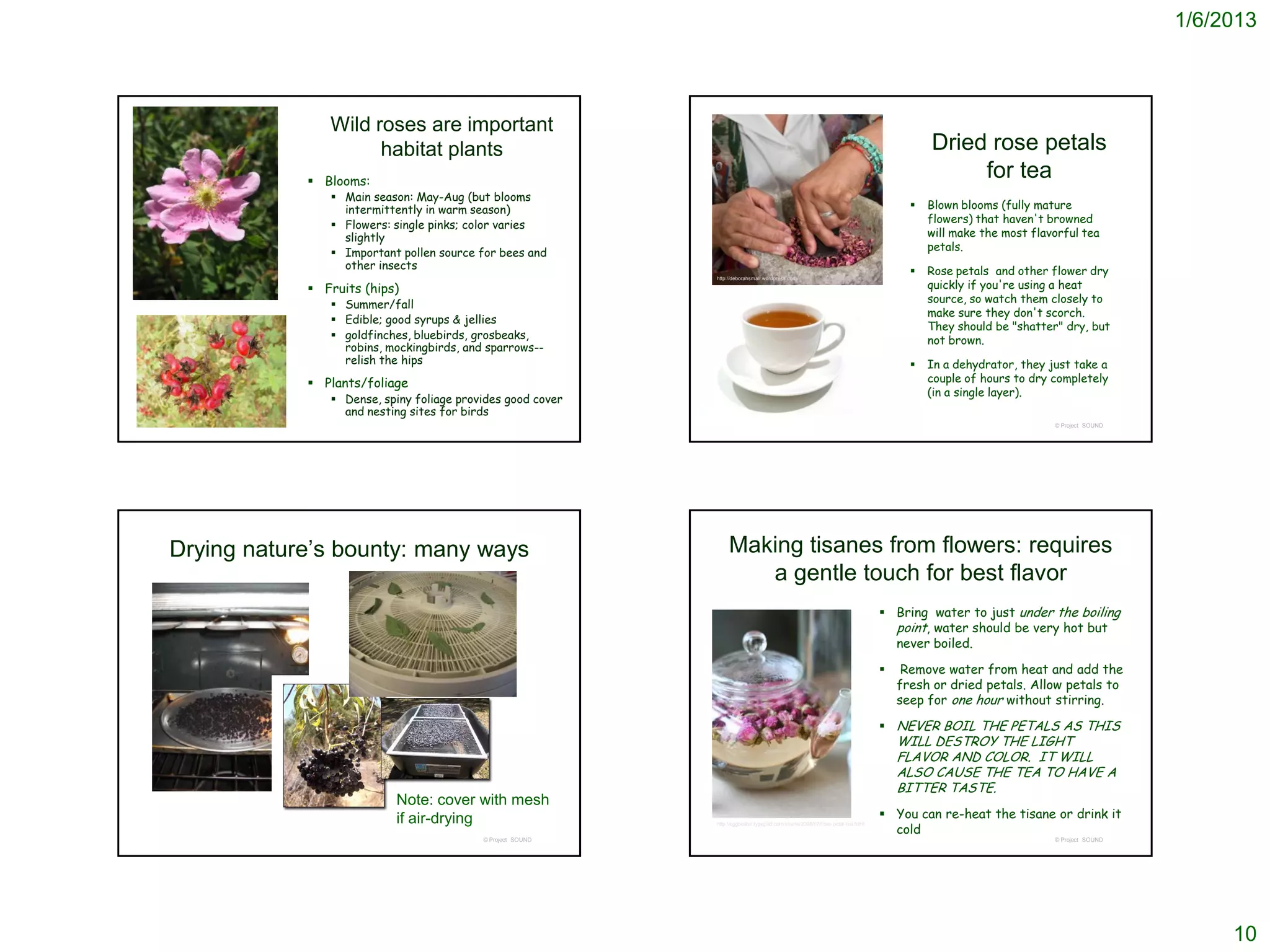 1/6/2013



               Wild roses are important
                     habitat plants                                                                                                    Dried rose petals
             Blooms:
                                                                                                                                            for tea
                Main season: May-Aug (but blooms
                 intermittently in warm season)                                                                                       Blown blooms (fully mature
                                                                                                                                       flowers) that haven't browned
                Flowers: single pinks; color varies
                 slightly                                                                                                              will make the most flavorful tea
                                                                                                                                       petals.
                Important pollen source for bees and
                 other insects                                                                                                        Rose petals and other flower dry
                                                                                                                                       quickly if you're using a heat
                                                            http://deborahsmall.wordpress.com/

             Fruits (hips)
                Summer/fall                                                                                                           source, so watch them closely to
                                                                                                                                       make sure they don't scorch.
                Edible; good syrups & jellies
                                                                                                                                       They should be "shatter" dry, but
                goldfinches, bluebirds, grosbeaks,                                                                                    not brown.
                 robins, mockingbirds, and sparrows--
                 relish the hips                                                                                                      In a dehydrator, they just take a
             Plants/foliage                                                                                                           couple of hours to dry completely
                                                                                                                                       (in a single layer).
                Dense, spiny foliage provides good cover
                 and nesting sites for birds
                                                                                                                                                              © Project SOUND




Drying nature’s bounty: many ways                                Making tisanes from flowers: requires
                                                                    a gentle touch for best flavor
                                                                                                                              Bring water to just under the boiling
                                                                                                                               point, water should be very hot but
                                                                                                                               never boiled.

                                                                                                                                 Remove water from heat and add the
                                                                                                                                 fresh or dried petals. Allow petals to
                                                                                                                                 seep for one hour without stirring.

                                                                                                                              NEVER BOIL THE PETALS AS THIS
                                                                                                                                 WILL DESTROY THE LIGHT
                                                                                                                                 FLAVOR AND COLOR. IT WILL
                                                                                                                                 ALSO CAUSE THE TEA TO HAVE A
                                                                                                                                 BITTER TASTE.
                          Note: cover with mesh
                          if air-drying                                                                                       You can re-heat the tisane or drink it
                                                                                                                               cold
                                                            http://eggbeater.typepad.com/shuna/2008/07/rose-petal-tea.html


                                          © Project SOUND                                                                                                     © Project SOUND




                                                                                                                                                                                     10
 