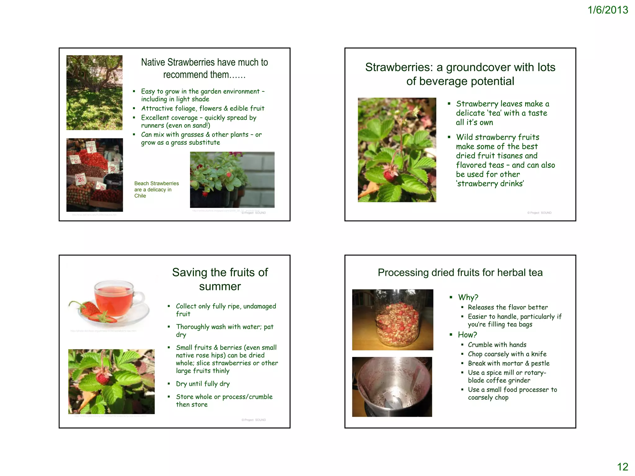 1/6/2013



                                                             Native Strawberries have much to
                                                                                                                                        Strawberries: a groundcover with lots
                                                                   recommend them……
                                                                                                                                               of beverage potential
                                                       Easy to grow in the garden environment –
                                                        including in light shade
                                                                                                                                                          Strawberry leaves make a
                                                       Attractive foliage, flowers & edible fruit
                                                                                                                                                           delicate ‘tea’ with a taste
                                                       Excellent coverage – quickly spread by
                                                        runners (even on sand!)                                                                            all it’s own
                                                       Can mix with grasses & other plants – or                                                          Wild strawberry fruits
                                                        grow as a grass substitute
                                                                                                                                                           make some of the best
                                                                                                                                                           dried fruit tisanes and
                                                                                                                                                           flavored teas – and can also
                                                                                                                                                           be used for other
                                                        Beach Strawberries                                                                                 ‘strawberry drinks’
                                                        are a delicacy in
                                                        Chile

                                                                             http://wildsuburbia.blogspot.com/2009_09_01_archive.html
                                                                                                                      © Project SOUND                                               © Project SOUND
 http://www.csdl.tamu.edu/FLORA/imaxxros.htm




                                                                       Saving the fruits of                                               Processing dried fruits for herbal tea
                                                                            summer
                                                                                                                                                           Why?
                                                                      Collect only fully ripe, undamaged                                                     Releases the flavor better
                                                                       fruit                                                                                  Easier to handle, particularly if
                                                                      Thoroughly wash with water; pat                                                         you’re filling tea bags
                                                                       dry                                                                                 How?
http://photo-dict.faqs.org/phrase/9734/strawberry-tea.html




                                                                      Small fruits & berries (even small                                                     Crumble with hands
                                                                       native rose hips) can be dried                                                         Chop coarsely with a knife
                                                                       whole; slice strawberries or other                                                     Break with mortar & pestle
                                                                       large fruits thinly                                                                    Use a spice mill or rotary-
                                                                                                                                                               blade coffee grinder
                                                                      Dry until fully dry
                                                                                                                                                              Use a small food processer to
                                                                      Store whole or process/crumble                                                          coarsely chop
                                                                       then store
   http://www.cpaphilblog.com/2009/06/strawberry-tea-aholic.html
                                                                                                                      © Project SOUND




                                                                                                                                                                                                           12
 