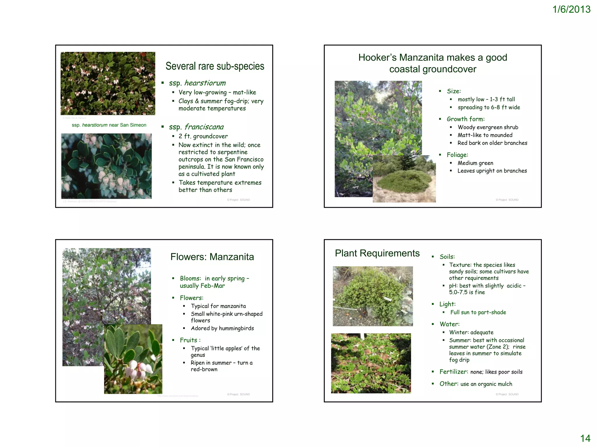 1/6/2013



                                                                                                              Hooker’s Manzanita makes a good
                                                   Several rare sub-species                                         coastal groundcover
                                                ssp. hearstiorum
                                                         Very low-growing – mat-like                                             Size:
                                                         Clays & summer fog-drip; very                                                   mostly low – 1-3 ft tall
                                                          moderate temperatures                                                           spreading to 6-8 ft wide
© 2011 Chris Winchell

© 2006 Steve Matson
                                                                                                                                  Growth form:
       ssp. hearstiorum near San Simeon
                                                ssp. franciscana                                                                         Woody evergreen shrub
                                                         2 ft. groundcover                                                               Matt-like to mounded
                                                         Now extinct in the wild; once                                                   Red bark on older branches
                                                          restricted to serpentine                                                Foliage:
                                                          outcrops on the San Francisco
                                                                                                                                          Medium green
                                                          peninsula. It is now known only
                                                                                                                                          Leaves upright on branches
                                                          as a cultivated plant
                                                         Takes temperature extremes
                                                          better than others
                                                                                        © Project SOUND                                                  © Project SOUND
J.S. Peterson @ USDA-NRCS PLANTS Database




                                                       Flowers: Manzanita                                 Plant Requirements    Soils:
                                                                                                                                    Texture: the species likes
                                                                                                                                     sandy soils; some cultivars have
                                                         Blooms: in early spring –                                                  other requirements
                                                          usually Feb-Mar                                                           pH: best with slightly acidic –
                                                                                                                                     5.0-7.5 is fine
                                                         Flowers:
                                                                        Typical for manzanita                                  Light:
                                                                        Small white-pink urn-shaped                                  Full sun to part-shade
                                                                         flowers
                                                                                                                                Water:
                                                                        Adored by hummingbirds
                                                                                                                                    Winter: adequate
                                                         Fruits :                                                                  Summer: best with occasional
                                                                        Typical ‘little apples’ of the                              summer water (Zone 2); rinse
                                                                         genus                                                       leaves in summer to simulate
                                                                                                                                     fog drip
                                                                        Ripen in summer – turn a
                                                                         red-brown                                              Fertilizer: none; likes poor soils

                                                                                                                                Other: use an organic mulch
                                                                                        © Project SOUND                                                  © Project SOUND
                                            http://www.answers.com/topic/dudleya




                                                                                                                                                                                14
 