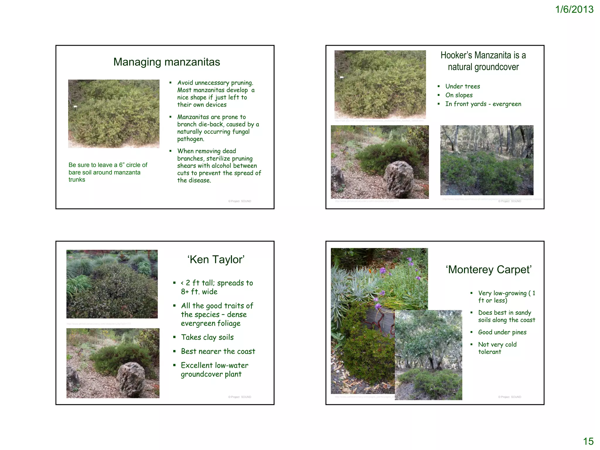 1/6/2013



                                                                                                                                                                               Hooker’s Manzanita is a
                                       Managing manzanitas                                                                                                                      natural groundcover
                                                          Avoid unnecessary pruning.
                                                                                                                                                                               Under trees
                                                           Most manzanitas develop a
                                                           nice shape if just left to                                                                                          On slopes
                                                           their own devices                                                                                                   In front yards - evergreen

                                                          Manzanitas are prone to             http://absbonsai.org/gallery/displayimage.php?pid=834


                                                           branch die-back, caused by a
                                                                                              http://128.253.177.181/imgs/dws/r/Ericaceae_Arctostaphylos_hookeri_18909.html




                                                           naturally occurring fungal
                                                           pathogen.

                                                          When removing dead
                                                           branches, sterilize pruning
 Be sure to leave a 6” circle of                           shears with alcohol between
 bare soil around manzanta                                 cuts to prevent the spread of
 trunks                                                    the disease.

                                                                                                                                                                               http://www.laspilitas.com/nature-of-california/plants/arctostaphylos-hookeri-wayside-manzanita
                                                                            © Project SOUND   http://www.yerbabuenanursery.com/viewplant.php?pid=173                                                                              © Project SOUND




                                                               ‘Ken Taylor’
                                                                                                                                                                                 ‘Monterey Carpet’
                                                           < 2 ft tall; spreads to
                                                            8+ ft. wide                                                                                                                                  Very low-growing ( 1
                                                                                                                                                                                                          ft or less)
                                                           All the good traits of
                                                            the species – dense                                                                                                                          Does best in sandy
                                                                                                                                                                                                          soils along the coast
http://www.yerbabuenanursery.com/viewplant.php?pid=173      evergreen foliage
                                                                                                                                                                                                         Good under pines
                                                           Takes clay soils
                                                                                                                                                                                                         Not very cold
                                                           Best nearer the coast                                                                                                                         tolerant

                                                           Excellent low-water
                                                            groundcover plant

                                                                            © Project SOUND   http://www.calfloranursery.com/pages_plants/pages_a/archoomoncar.html                                                               © Project SOUND




                                                                                                                                                                                                                                                                                     15
 