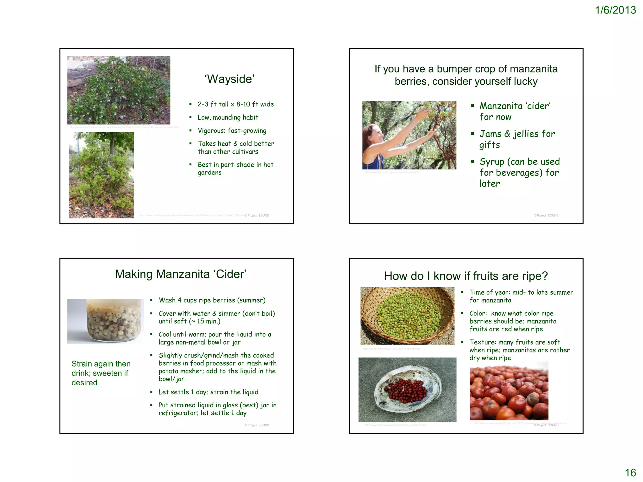 1/6/2013




                                                                                                                                                                             If you have a bumper crop of manzanita
                                                                                                              ‘Wayside’                                                           berries, consider yourself lucky

                                                                                                   2-3 ft tall x 8-10 ft wide                                                                                                  Manzanita ‘cider’
                                                                                                   Low, mounding habit                                                                                                          for now
                                                                                                   Vigorous; fast-growing
http://www.laspilitas.com/nature-of-california/plants/arctostaphylos-hookeri-wayside-manzanita


                                                                                                                                                                                                                                Jams & jellies for
                                                                                                   Takes heat & cold better                                                                                                     gifts
                                                                                                    than other cultivars

                                                                                                   Best in part-shade in hot                                                                                                   Syrup (can be used
                                                                                                    gardens                                                          http://www.livingwild.org/seasonal-blog/page/2/
                                                                                                                                                                                                                                 for beverages) for
                                                                                                                                                                                                                                 later


                                                            http://www.theodorepayne.org/mediawiki/index.php?title=Arctostaphylos_hookeri_'Wayside' Project SOUND
                                                                                                                                                  ©                                                                                                                                         © Project SOUND




                                       Making Manzanita ‘Cider’                                                                                                                       How do I know if fruits are ripe?
                                                                                                                                                                                                                             Time of year: mid- to late summer
                                                                      Wash 4 cups ripe berries (summer)                                                                                                                      for manzanita

                                                                      Cover with water & simmer (don’t boil)                                                                                                                Color: know what color ripe
                                                                       until soft (~ 15 min.)                                                                                                                                 berries should be; manzanita
                                                                                                                                                                                                                              fruits are red when ripe
                                                                      Cool until warm; pour the liquid into a
                                                                       large non-metal bowl or jar                                                                                                                           Texture: many fruits are soft
                                                                                                                                                                    http://honest-food.net/2010/08/22/manzanita-cider/
                                                                                                                                                                                                                              when ripe; manzanitas are rather
                                                                      Slightly crush/grind/mash the cooked                                                                                                                   dry when ripe
 Strain again then                                                     berries in food processor or mash with
 drink; sweeten if                                                     potato masher; add to the liquid in the
                                                                       bowl/jar
 desired
                                                                      Let settle 1 day; strain the liquid

                                                                      Put strained liquid in glass (best) jar in
                                                                       refrigerator; let settle 1 day
                                                                                                                                                                                                                                http://elkhornsloughrestoration.blogspot.com/2009/09/manzanita-berry-cider-and-how-we-use.html
                                                                                                                                             © Project SOUND         http://www.primitiveways.com/pt-photo_gallery16.html                                                                   © Project SOUND




                                                                                                                                                                                                                                                                                                                                      16
 