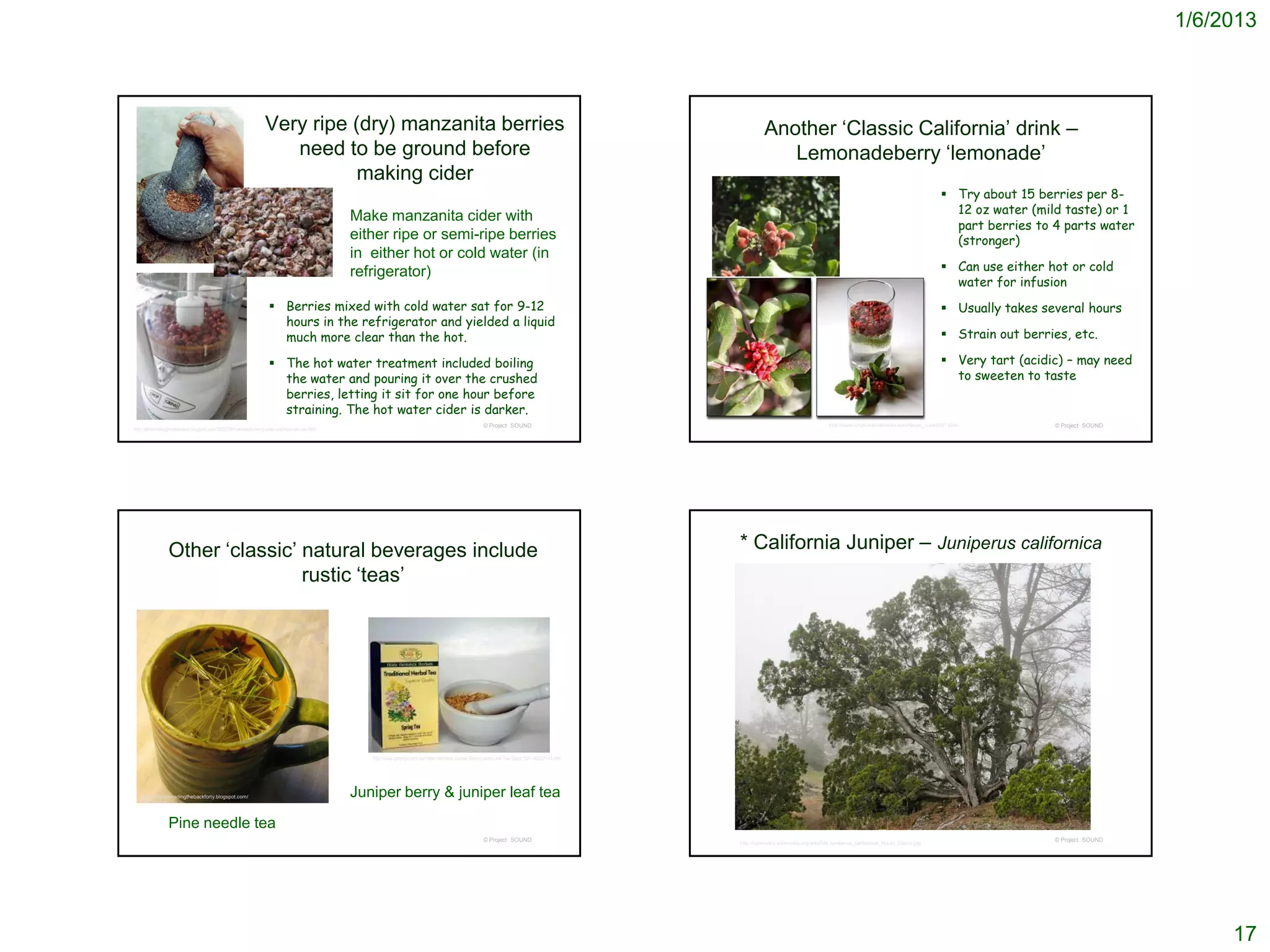 1/6/2013



                                                                   Very ripe (dry) manzanita berries                                                                                                        Another ‘Classic California’ drink –
                                                                      need to be ground before                                                                                                                 Lemonadeberry ‘lemonade’
                                                                              making cider
                                                                                                                                                                                                                                                                                     Try about 15 berries per 8-
                                                                                                                                                                                                                                                                                      12 oz water (mild taste) or 1
                                                                                                 Make manzanita cider with
                                                                                                                                                                                                                                                                                      part berries to 4 parts water
                                                                                                 either ripe or semi-ripe berries                                                                                                                                                     (stronger)
                                                                                                 in either hot or cold water (in
                                                                                                 refrigerator)                                                                                                                                                                       Can use either hot or cold
                                                                                                                                                                                                                                                                                      water for infusion
                                                                      Berries mixed with cold water sat for 9-12                                                                                                                                                                    Usually takes several hours
                                                                       hours in the refrigerator and yielded a liquid
                                                                       much more clear than the hot.                                                                                                                                                                                 Strain out berries, etc.

                                                                      The hot water treatment included boiling                                                                                                                                                                      Very tart (acidic) – may need
                                                                       the water and pouring it over the crushed                                                                                                                                                                      to sweeten to taste
                                                                       berries, letting it sit for one hour before
                                                                       straining. The hot water cider is darker.
                                                                                                                                                         © Project SOUND                                                               http://www.urbanoutdoorskills.com/News_June2001.html           © Project SOUND
http://elkhornsloughrestoration.blogspot.com/2009/09/manzanita-berry-cider-and-how-we-use.html




                 Other ‘classic’ natural beverages include                                                                                                                                        * California Juniper – Juniperus californica
                                 rustic ‘teas’




                                                                                                    http://www.getprice.com.au/Hilde-Hemmes-Juniper-Berry-Loose-Leaf-Tea-Gpnc_631--43207143.htm




   http://homesteadingthebackforty.blogspot.com/                                                 Juniper berry & juniper leaf tea
                 Pine needle tea
                                                                                                                                                         © Project SOUND                                                                                                                              © Project SOUND
                                                                                                                                                                                                  http://commons.wikimedia.org/wiki/File:Juniperus_californica_Mount_Diablo.jpg




                                                                                                                                                                                                                                                                                                                             17
 