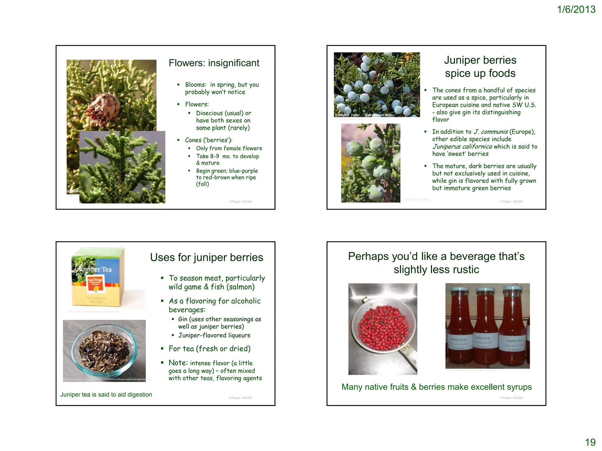 1/6/2013




                                                                                    Flowers: insignificant                                                                                                Juniper berries
                                                                                                                                                                                                          spice up foods
                                                                                        Blooms: in spring, but you
                                                                                         probably won’t notice                                                                                     The cones from a handful of species
                                                                                                                                                                                                    are used as a spice, particularly in
                                                                                        Flowers:                                                                                                   European cuisine and native SW U.S.
                                                                                           Dioecious (usual) or                                                                                    - also give gin its distinguishing
                                                                                             have both sexes on              http://mojavedesert.net/plants/shrubs/juniper.html
                                                                                                                                                                                                    flavor
                                                                                             same plant (rarely)
                                                                                                                                                                                                   In addition to J. communis (Europe),
                                                                                        Cones (‘berries’):                                                                                         other edible species include
                                                                                              Only from female flowers                                                                             Juniperus californica which is said to
                                                                                              Take 8-9 mo. to develop                                                                              have ‘sweet’ berries
                                                                                               & mature
                                                                                                                                                                                                   The mature, dark berries are usually
                                                                                              Begin green; blue-purple
                                                                                                                                                                                                    but not exclusively used in cuisine,
                                                                                               to red-brown when ripe
                                                                                               (fall)
                                                                                                                                                                                                    while gin is flavored with fully grown
                                                                                                                                                                                                    but immature green berries
     http://mojavedesert.net/plants/shrubs/juniper.html
                                                                                                                                                                                  © 2005 James M. Andre
                                                                                                           © Project SOUND                                                                                                                               © Project SOUND




                                                                              Uses for juniper berries                                  Perhaps you’d like a beverage that’s
                                                                                                                                                slightly less rustic
                                                                                   To season meat, particularly
                                                                                    wild game & fish (salmon)
                                                                                   As a flavoring for alcoholic
     http://www.seachangesavouries.ca/juniper-tea/                                  beverages:
                                                                                      Gin (uses other seasonings as
                                                                                       well as juniper berries)
                                                                                      Juniper-flavored liqueurs

                                                                                   For tea (fresh or dried)
                                                                                   Note: intense flavor (a little
                                                                                    goes a long way) – often mixed                                                                                        http://www.jeremytaylor.eu/rosehip_syrup.htm


 http://theteacosy.tumblr.com/post/4075869086/8-different-teas-and-what-they-do     with other teas, flavoring agents
                                                                                                                                  Many native fruits & berries make excellent syrups
Juniper tea is said to aid digestion                                                                       © Project SOUND                                                                                                                               © Project SOUND




                                                                                                                                                                                                                                                                                19
 