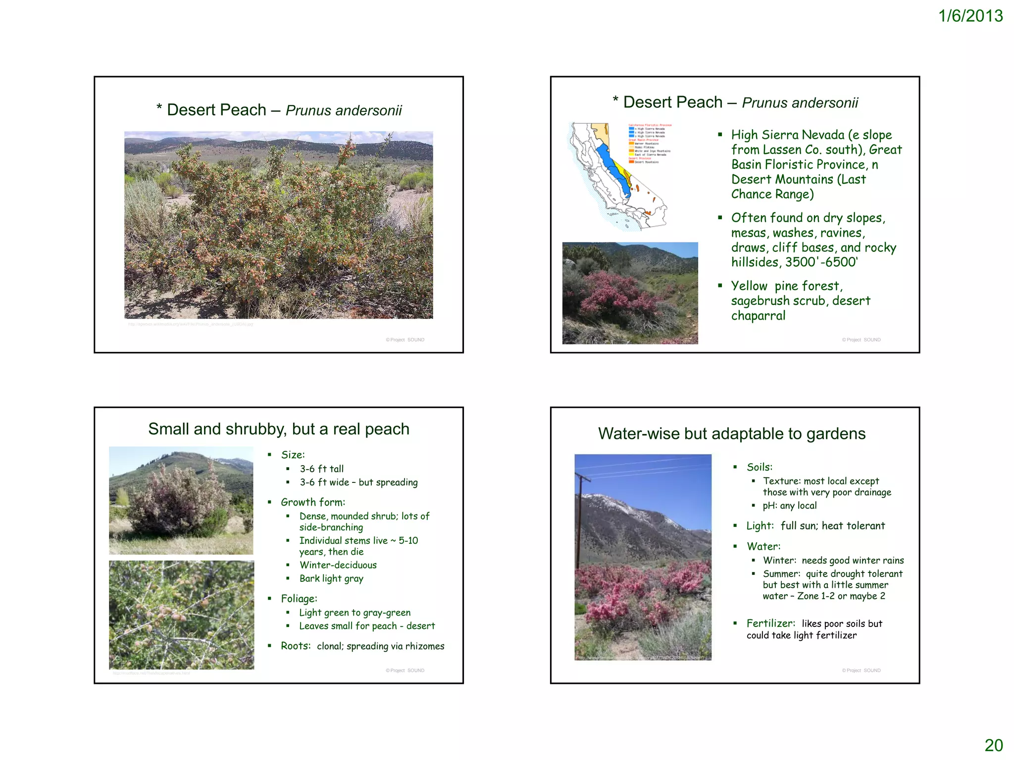 1/6/2013




                            * Desert Peach – Prunus andersonii                                                                                 * Desert Peach – Prunus andersonii
                                                                                                                                                                                             High Sierra Nevada (e slope
                                                                                                                                                                                              from Lassen Co. south), Great
                                                                                                                                                                                              Basin Floristic Province, n
                                                                                                                                                                                              Desert Mountains (Last
                                                                                                                                                                                              Chance Range)
                                                                                                                                                                                             Often found on dry slopes,
                                                                                                                                                                                              mesas, washes, ravines,
                                                                                                                                                                                              draws, cliff bases, and rocky
                                                                                                                                                                                              hillsides, 3500'-6500‘
                                                                                                                                                                                             Yellow pine forest,
                                                                                                                                                                                              sagebrush scrub, desert
          http://species.wikimedia.org/wiki/File:Prunus_andersonii_(USDA).jpg
                                                                                                                                                                                              chaparral
                                                                                                              © Project SOUND                                                                                           © Project SOUND




                       Small and shrubby, but a real peach                                                                               Water-wise but adaptable to gardens
                                                                                    Size:
                                                                                          3-6 ft tall                                                                                         Soils:
                                                                                          3-6 ft wide – but spreading                                                                             Texture: most local except
                                                                                                                                                                                                    those with very poor drainage
                                                                                    Growth form:                                                                                                  pH: any local
                                                                                          Dense, mounded shrub; lots of
                                                                                           side-branching                                                                                      Light: full sun; heat tolerant
                                                                                          Individual stems live ~ 5-10
http://www.unce.unr.edu/programs/sites/nemo/lid/plantlist/plantdetails.asp?ID=38
                                                                                           years, then die
                                                                                                                                                                                               Water:
                                                                                                                                                                                                   Winter: needs good winter rains
                                                                                          Winter-deciduous
                                                                                                                                                                                                   Summer: quite drought tolerant
                                                                                          Bark light gray
                                                                                                                                                                                                    but best with a little summer
                                                                                    Foliage:                                                                                                       water – Zone 1-2 or maybe 2
                                                                                          Light green to gray-green
                                                                                          Leaves small for peach - desert                                                                     Fertilizer: likes poor soils but
                                                                                                                                                                                                 could take light fertilizer
                                                                                    Roots: clonal; spreading via rhizomes
                                                                                                                                http://www.comstockseed.com/Inventory/NATIVE%20SHRUBS.htm


                                                                                                              © Project SOUND                                                                                           © Project SOUND
http://mudface.net/1landscapenatives.html




                                                                                                                                                                                                                                               20
 