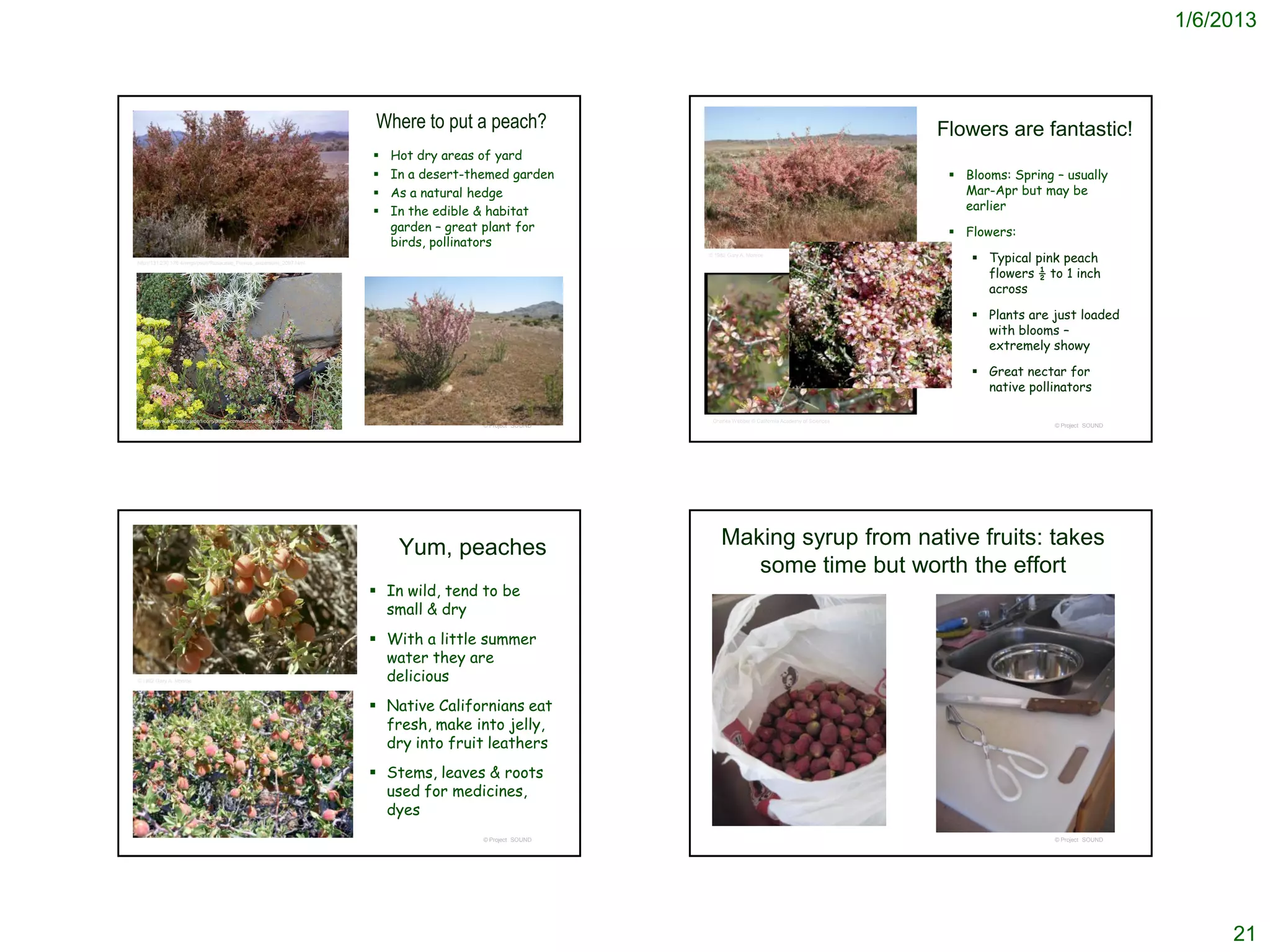 1/6/2013



                                                                       Where to put a peach?                                                                  Flowers are fantastic!
                                                                          Hot dry areas of yard
                                                                          In a desert-themed garden                                                            Blooms: Spring – usually
                                                                          As a natural hedge                                                                    Mar-Apr but may be
                                                                          In the edible & habitat                                                               earlier
                                                                           garden – great plant for                                                             Flowers:
                                                                           birds, pollinators
http://131.230.176.4/imgs/pso/r/Rosaceae_Prunus_andersonii_2097.html
                                                                                                           © 1982 Gary A. Monroe
                                                                                                                                                                   Typical pink peach
                                                                                                                                                                    flowers ½ to 1 inch
                                                                                                                                                                    across

                                                                                                                                                                   Plants are just loaded
                                                                                                                                                                    with blooms –
                                                                                                                                                                    extremely showy

                                                                                                                                                                   Great nectar for
                                                                                                                                                                    native pollinators

 http://www.drycreekgarden.com/plants/common/desert_peach.cfm                                               Charles Webber © California Academy of Sciences
                                                                                         © Project SOUND                                                                        © Project SOUND




                                                                            Yum, peaches                       Making syrup from native fruits: takes
                                                                                                                  some time but worth the effort
                                                                        In wild, tend to be
                                                                         small & dry
                                                                        With a little summer
                                                                         water they are
© 1982 Gary A. Monroe                                                    delicious
                                                                        Native Californians eat
                                                                         fresh, make into jelly,
                                                                         dry into fruit leathers
                                                                        Stems, leaves & roots
                                                                         used for medicines,
                                                                         dyes
                                                                                         © Project SOUND                                                                        © Project SOUND




                                                                                                                                                                                                       21
 