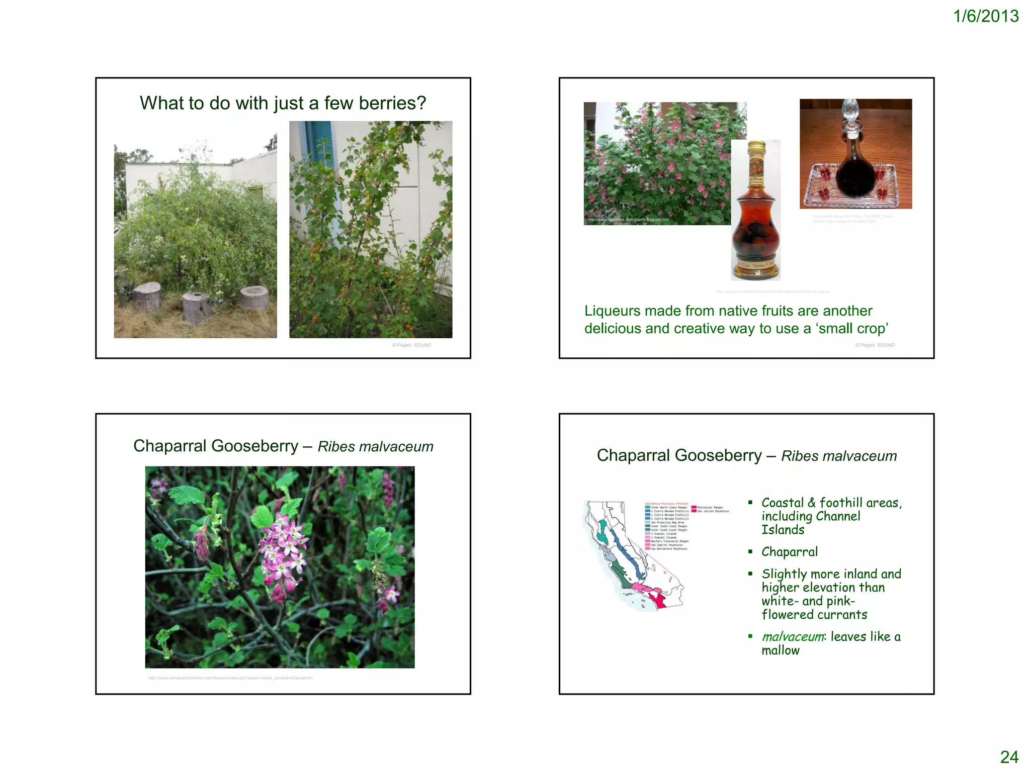 1/6/2013




What to do with just a few berries?




                                                                                                                                                                                                           http://www.ehow.com/how_7346089_make-
                                                                                                       http://www.laspilitas.com/plants/fragrant.htm                                                       homemade-liqueurs-cordials.html




                                                                                                                                                       http://www.minibottlelibrary.com/mbl/alpha/christian-di-marco/




                                                                                                       Liqueurs made from native fruits are another
                                                                                                       delicious and creative way to use a ‘small crop’
                                                                                     © Project SOUND                                                                                                                          © Project SOUND




Chaparral Gooseberry – Ribes malvaceum
                                                                                                            Chaparral Gooseberry – Ribes malvaceum

                                                                                                                                                                         Coastal & foothill areas,
                                                                                                                                                                          including Channel
                                                                                                                                                                          Islands
                                                                                                                                                                         Chaparral
                                                                                                                                                                         Slightly more inland and
                                                                                                                                                                          higher elevation than
                                                                                                                                                                          white- and pink-
                                                                                                                                                                          flowered currants
                                                                                                                                                                         malvaceum: leaves like a
                                                                                                                                                                          mallow
 http://www.santabarbarahikes.com/flowers/index.php?action=show_item&id=42&search=




                                                                                                                                                                                                                                                        24
 
