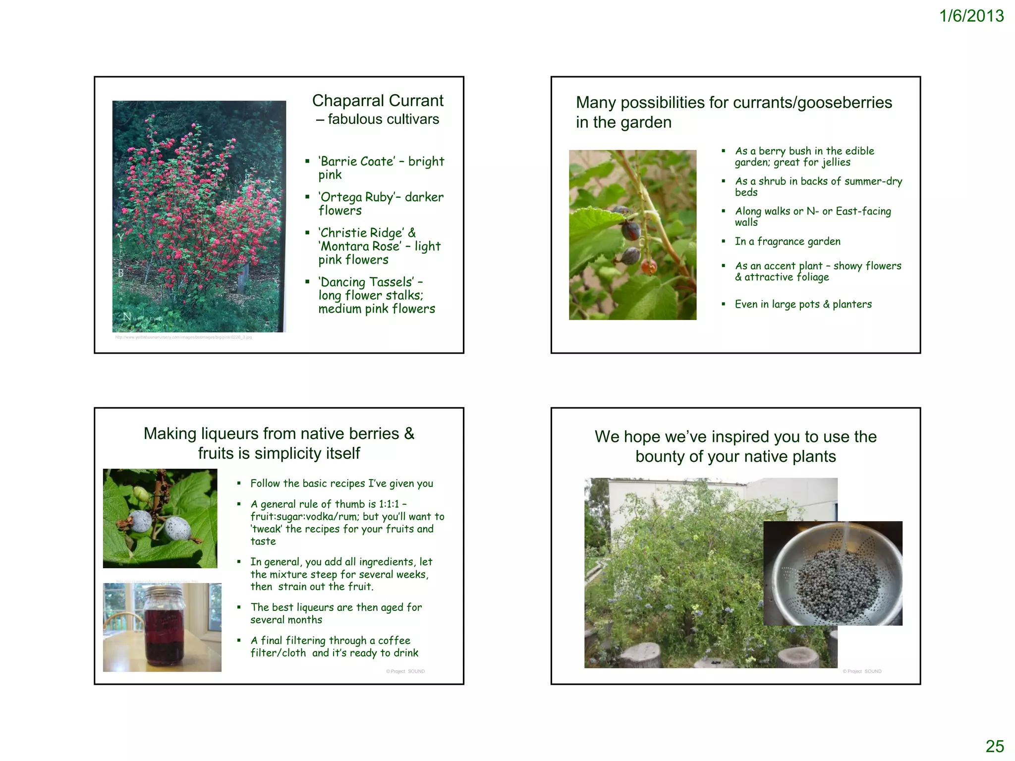 1/6/2013



                                                                             Chaparral Currant                 Many possibilities for currants/gooseberries
                                                                              – fabulous cultivars             in the garden
                                                                                                                                    As a berry bush in the edible
                                                                            ‘Barrie Coate’ – bright                                 garden; great for jellies
                                                                             pink                                                   As a shrub in backs of summer-dry
                                                                                                                                     beds
                                                                            ‘Ortega Ruby’– darker
                                                                             flowers                                                Along walks or N- or East-facing
                                                                                                                                     walls
                                                                            ‘Christie Ridge’ &
                                                                                                                                    In a fragrance garden
                                                                             ‘Montara Rose’ – light
                                                                             pink flowers                                           As an accent plant – showy flowers
                                                                                                                                     & attractive foliage
                                                                            ‘Dancing Tassels’ –
                                                                             long flower stalks;
                                                                             medium pink flowers                                    Even in large pots & planters

http://www.yerbabuenanursery.com/images/botimages/big/pink/0226_3.jpg




                Making liqueurs from native berries &                                                            We hope we’ve inspired you to use the
                      fruits is simplicity itself                                                                    bounty of your native plants
                                                              Follow the basic recipes I’ve given you

                                                              A general rule of thumb is 1:1:1 –
                                                               fruit:sugar:vodka/rum; but you’ll want to
                                                               ‘tweak’ the recipes for your fruits and
                                                               taste

                                                              In general, you add all ingredients, let
                                                               the mixture steep for several weeks,
                                                               then strain out the fruit.
http://luirig.altervista.org/generinam/ribes.htm




                                                              The best liqueurs are then aged for
                                                               several months

                                                              A final filtering through a coffee
                                                               filter/cloth and it’s ready to drink
                                                                                             © Project SOUND                                                 © Project SOUND




                                                                                                                                                                                    25
 