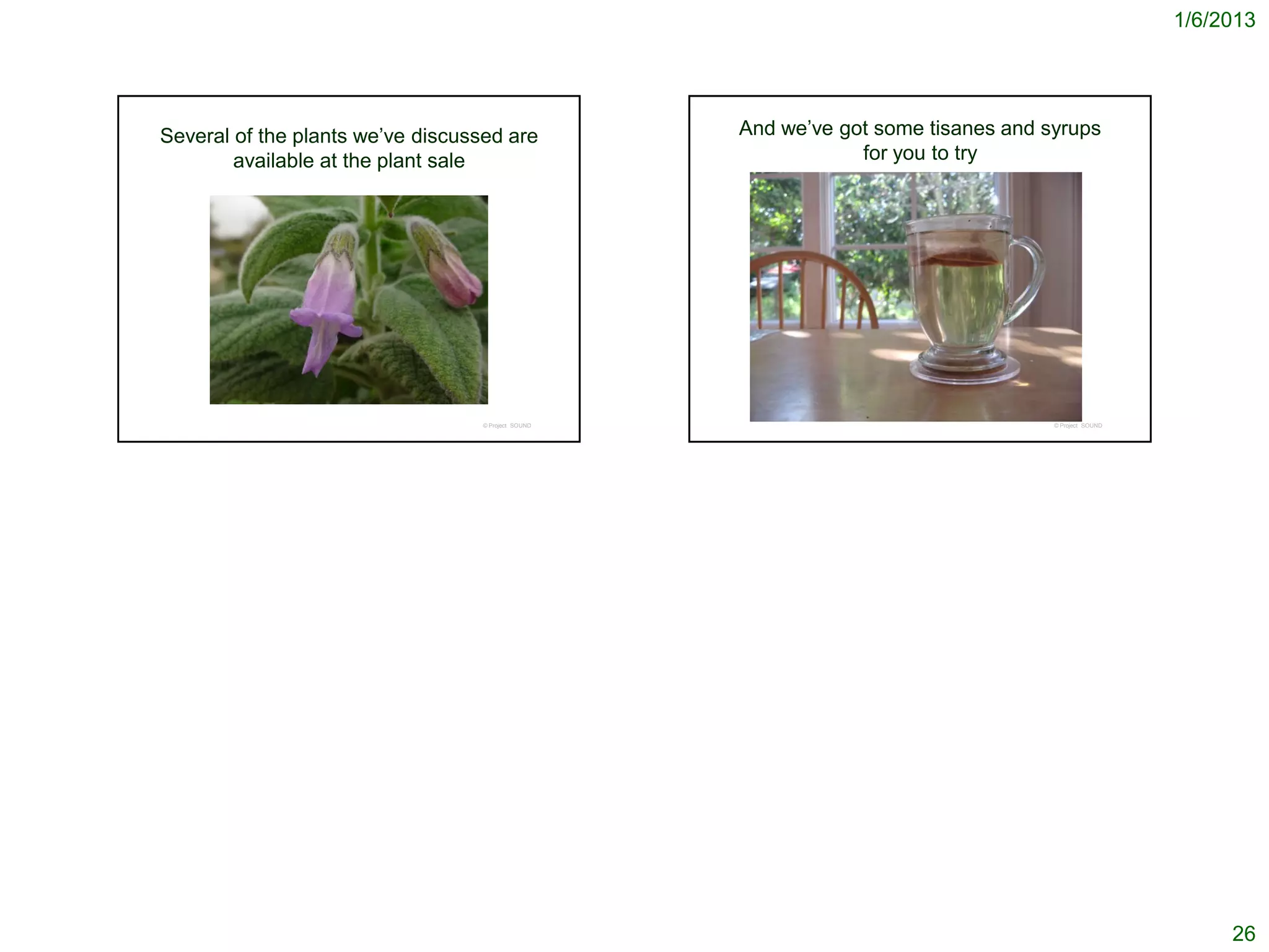 1/6/2013




Several of the plants we’ve discussed are            And we’ve got some tisanes and syrups
        available at the plant sale                              for you to try




                                   © Project SOUND                                   © Project SOUND




                                                                                                            26
 