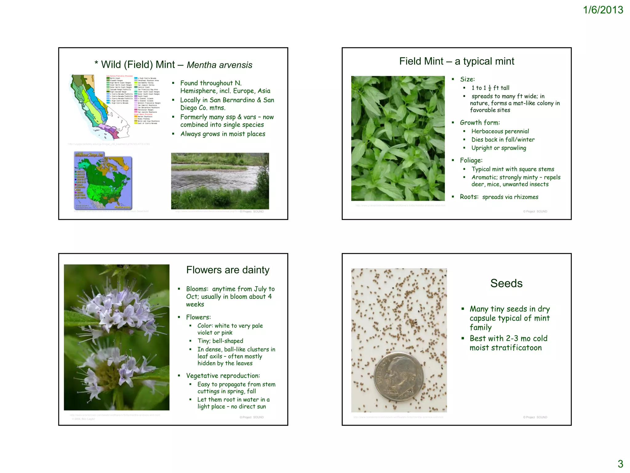 1/6/2013




                      * Wild (Field) Mint – Mentha arvensis                                                                                                                                  Field Mint – a typical mint
                                                                                                                                                                                                                                        Size:
                                                                                 Found throughout N.
                                                                                                                                                                                                                                              1 to 1 ½ ft tall
                                                                                  Hemisphere, incl. Europe, Asia
                                                                                                                                                                                                                                              spreads to many ft wide; in
                                                                                 Locally in San Bernardino & San                                                                                                                             nature, forms a mat-like colony in
                                                                                  Diego Co. mtns.                                                                                                                                             favorable sites
                                                                                 Formerly many ssp & vars – now
                                                                                  combined into single species                                                                                                                          Growth form:
                                                                                 Always grows in moist places                                                                                                                               Herbaceous perennial
                                                                                                                                                                                                                                             Dies back in fall/winter
http://ucjeps.berkeley.edu/cgi-bin/get_JM_treatment.pl?4745,4779,4780
                                                                                                                                                                                                                                             Upright or sprawling

                                                                                                                                                                                                                                        Foliage:
                                                                                                                                                                                                                                             Typical mint with square stems
                                                                                                                                                                                                                                             Aromatic; strongly minty – repels
                                                                                                                                                                                                                                              deer, mice, unwanted insects

                                                                                                                                                                                                                                        Roots: spreads via rhizomes
                                                                                                                                                        http://www.prairiemoon.com/seeds/wildflowers-forbs/mentha-arvensis-wild-mint

    http://www.everwilde.com/Mentha-arvensis-WildFlower-Seed.html                http://www.bushcraftusa.com/forum/showthread.php?t=41276
                                                                                                                                     © Project SOUND                                                                                                              © Project SOUND




                                                                                         Flowers are dainty
                                                                                   Blooms: anytime from July to
                                                                                                                                                                                                                                                     Seeds
                                                                                    Oct; usually in bloom about 4
                                                                                    weeks
                                                                                                                                                                                                                                           Many tiny seeds in dry
                                                                                   Flowers:                                                                                                                                                capsule typical of mint
                                                                                                Color: white to very pale                                                                                                                  family
                                                                                                 violet or pink
                                                                                                Tiny; bell-shaped                                                                                                                         Best with 2-3 mo cold
                                                                                                In dense, ball-like clusters in                                                                                                            moist stratificatoon
                                                                                                 leaf axils – often mostly
                                                                                                 hidden by the leaves

                                                                                   Vegetative reproduction:
                                                                                                Easy to propagate from stem
                                                                                                 cuttings in spring, fall
                                                                                                Let them root in water in a
                                                                                                 light place – no direct sun
 http://www.prairiemoon.com/seeds/wildflowers-forbs/mentha-arvensis-wild-mint
                                                                                                                                 © Project SOUND       http://www.prairiemoon.com/seeds/wildflowers-forbs/mentha-arvensis-wild-mint                               © Project SOUND
   © 2004, Ben Legler




                                                                                                                                                                                                                                                                                          3
 