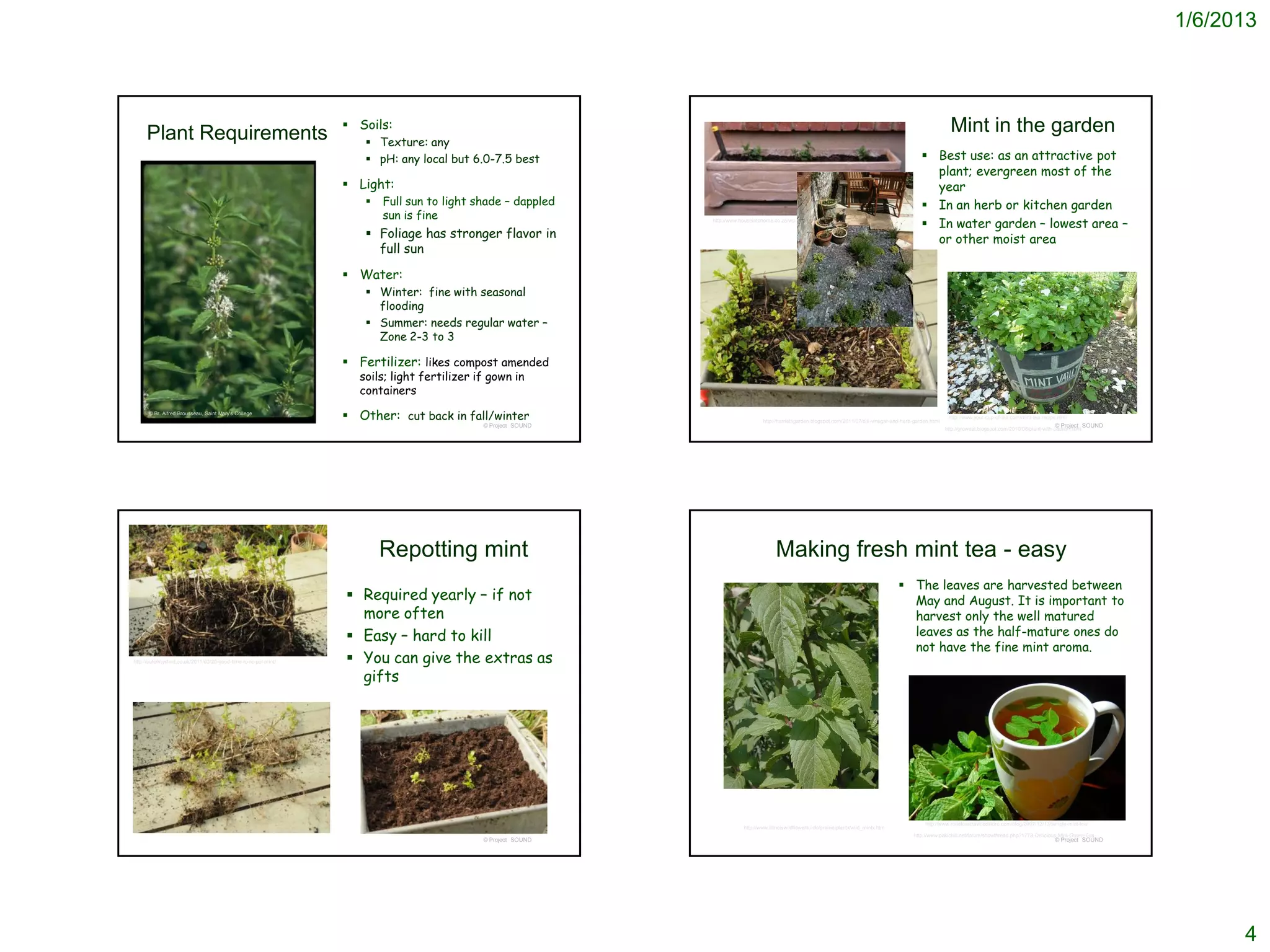 1/6/2013



                                                                 Soils:                                                                                                                                          Mint in the garden
     Plant Requirements                                             Texture: any
                                                                    pH: any local but 6.0-7.5 best                                                                                                   Best use: as an attractive pot
                                                                                                                                                                                                       plant; evergreen most of the
                                                                 Light:                                                                                                                               year
                                                                      Full sun to light shade – dappled                                                                                              In an herb or kitchen garden
                                                                       sun is fine                           http://www.houseintohome.co.za/wp-content/uploads/2008/08/
                                                                                                                                                                                                      In water garden – lowest area –
                                                                    Foliage has stronger flavor in                                                                                                    or other moist area
                                                                     full sun

                                                                 Water:
                                                                    Winter: fine with seasonal
                                                                     flooding
                                                                    Summer: needs regular water –
                                                                     Zone 2-3 to 3

                                                                 Fertilizer: likes compost amended
                                                                  soils; light fertilizer if gown in
                                                                  containers
      © Br. Alfred Brousseau, Saint Mary's College
                                                                 Other: cut back in fall/winter                                 http://harrietsgarden.blogspot.com/2011/07/dill-vinegar-and-herb-garden.html
                                                                                                                                                                                                                 http://www.your-cup-of-tea.com/mint-tea-recipe.html
                                                                                           © Project SOUND                                                                                                                                                     © Project SOUND
                                                                                                                                                                                                                http://groweat.blogspot.com/2010/06/plant-with-caution.html




                                                                       Repotting mint                                                  Making fresh mint tea - easy
                                                                                                                                                                                              The leaves are harvested between
                                                                 Required yearly – if not                                                                                                     May and August. It is important to
                                                                  more often                                                                                                                   harvest only the well matured
                                                                 Easy – hard to kill                                                                                                          leaves as the half-mature ones do
                                                                                                                                                                                               not have the fine mint aroma.
http://outofmyshed.co.uk/2011/03/20/good-time-to-re-pot-mint/    You can give the extras as
                                                                  gifts




                                                                                                                                                                                                      http://www.roadlesstraveledstore.com/blog/2007/12/13/simple-mint-tea/
                                                                                                                         http://www.illinoiswildflowers.info/prairie/plantx/wild_mintx.htm
                                                                                                                                                                                                 http://www.pakichill.net/forum/showthread.php?1778-Delicious-Mint-Green-Tea
                                                                                           © Project SOUND                                                                                                                                                     © Project SOUND




                                                                                                                                                                                                                                                                                       4
 
