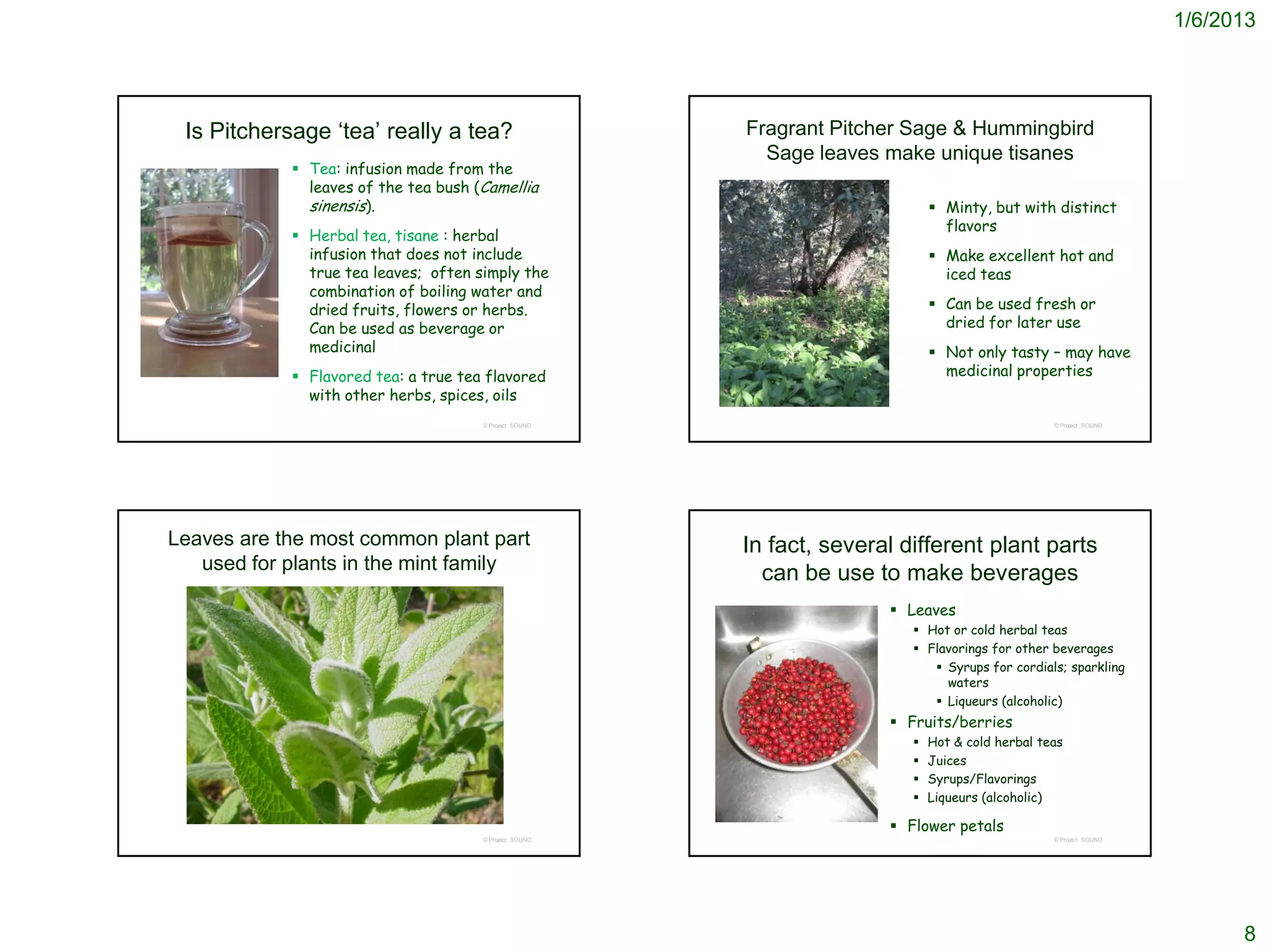 1/6/2013




 Is Pitchersage ‘tea’ really a tea?                     Fragrant Pitcher Sage & Hummingbird
                                                          Sage leaves make unique tisanes
             Tea: infusion made from the
              leaves of the tea bush (Camellia
              sinensis).                                                       Minty, but with distinct
                                                                                flavors
             Herbal tea, tisane : herbal
              infusion that does not include                                   Make excellent hot and
              true tea leaves; often simply the                                 iced teas
              combination of boiling water and
              dried fruits, flowers or herbs.                                  Can be used fresh or
              Can be used as beverage or                                        dried for later use
              medicinal                                                        Not only tasty – may have
             Flavored tea: a true tea flavored                                 medicinal properties
              with other herbs, spices, oils
                                      © Project SOUND                                             © Project SOUND




Leaves are the most common plant part                   In fact, several different plant parts
   used for plants in the mint family                     can be use to make beverages
                                                                        Leaves
                                                                           Hot or cold herbal teas
                                                                           Flavorings for other beverages
                                                                              Syrups for cordials; sparkling
                                                                               waters
                                                                              Liqueurs (alcoholic)
                                                                        Fruits/berries
                                                                             Hot & cold herbal teas
                                                                             Juices
                                                                             Syrups/Flavorings
                                                                             Liqueurs (alcoholic)

                                                                        Flower petals
                                      © Project SOUND                                             © Project SOUND




                                                                                                                          8
 