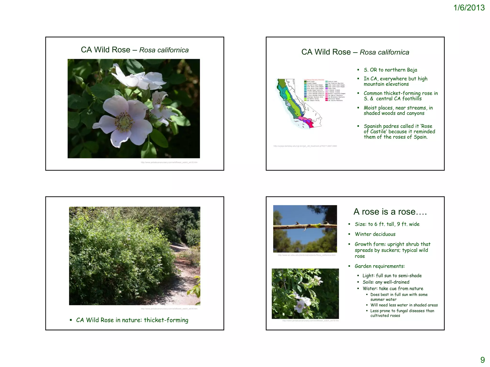 1/6/2013




   CA Wild Rose – Rosa californica                                                                                 CA Wild Rose – Rosa californica

                                                                                                                                                                  S. OR to northern Baja
                                                                                                                                                                  In CA, everywhere but high
                                                                                                                                                                   mountain elevations
                                                                                                                                                                  Common thicket-forming rose in
                                                                                                                                                                   S. & central CA foothills
                                                                                                                                                                  Moist places, near streams, in
                                                                                                                                                                   shaded woods and canyons

                                                                                                                                                                  Spanish padres called it ‘Rose
                                                                                                                                                                   of Castile’ because it reminded
                                                                                                                                                                   them of the roses of Spain.
                                                                                     http://ucjeps.berkeley.edu/cgi-bin/get_JM_treatment.pl?6677,6887,6889




                        http://www.yerbabuenanursery.com/wildflower_watch_wk18.htm




                                                                                                                                                               A rose is a rose….
                                                                                                                                                              Size: to 6 ft. tall, 9 ft. wide

                                                                                                                                                              Winter deciduous

                                                                                                                                                              Growth form: upright shrub that
                                                                                                                                                               spreads by suckers; typical wild
                                                                                         http://www.sci.sdsu.edu/plants/sdpls/plants/Rosa_californica.html
                                                                                                                                                               rose

                                                                                                                                                              Garden requirements:
                                                                                                                                                                  Light: full sun to semi-shade
                                                                                                                                                                  Soils: any well-drained
                                                                                                                                                                  Water: take cue from nature
                                                                                                                                                                      Does best in full sun with some
                                                                                                                                                                       summer water
                                                                                                                                                                      Will need less water in shaded areas
                                                                                                                                                                      Less prone to fungal diseases than
                        http://www.yerbabuenanursery.com/wildflower_watch_wk18.htm


                                                                                                                                                                       cultivated roses
 CA Wild Rose in nature: thicket-forming                                                     http://www.yerbabuenanursery.com/wildflower_watch_wk18.htm




                                                                                                                                                                                                                    9
 