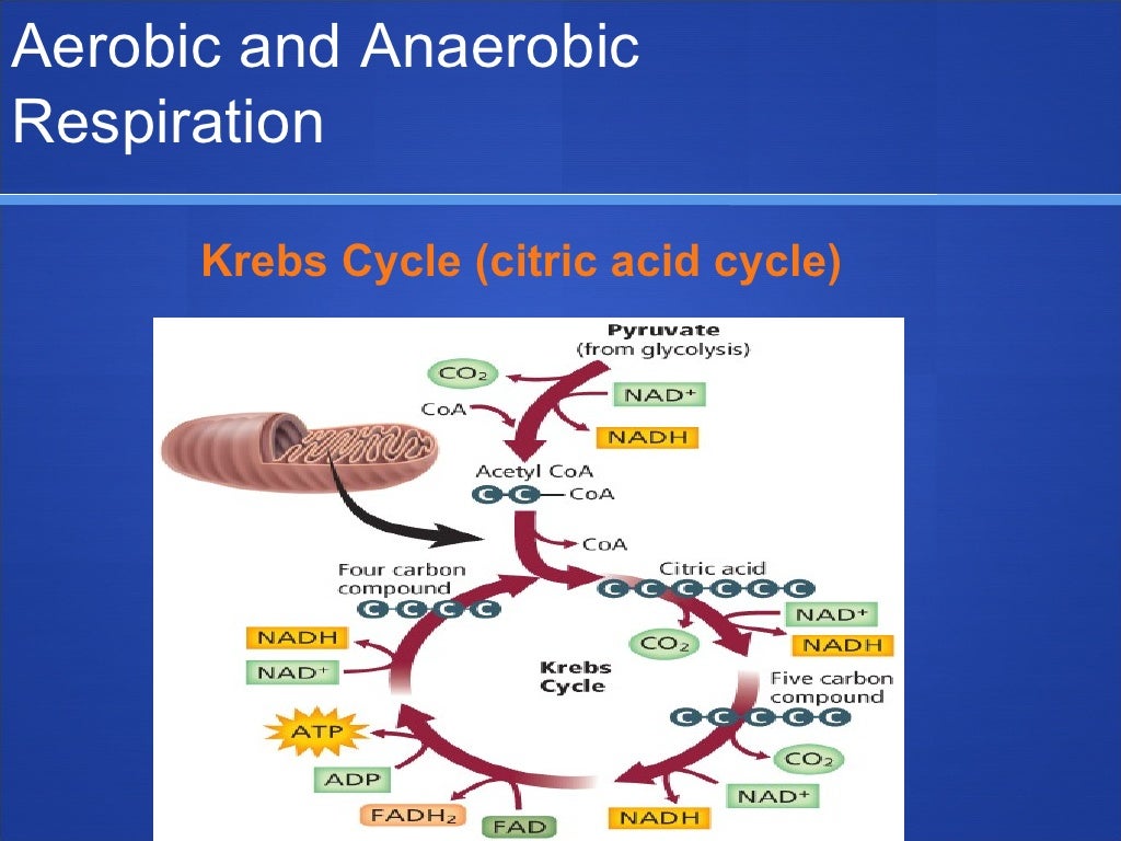 Nov. 2 (aerobic vs. anaerobic)