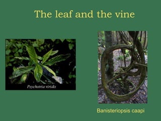 The leaf and the vine Banisteriopsis caapi 