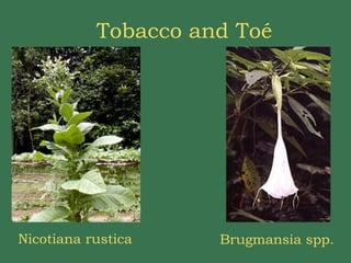 Tobacco and Toé Nicotiana rustica Brugmansia spp. 