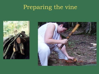 Preparing the vine 