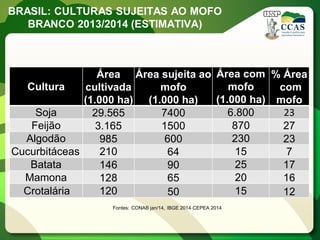 BRASIL: CULTURAS SUJEITAS AO MOFO BRANCO 2013/2014 (ESTIMATIVA) 
Fontes: CONAB jan/14, IBGE 2014, CEPEA 2014 
Cultura 
Área cultivada 
(1.000 ha) 
Área sujeita ao mofo 
(1.000 ha) 
Área com mofo 
(1.000 ha) 
% Área 
com mofo 
Soja 
29.565 
7400 
6.800 
23 
Feijão 
3.165 
1500 
870 
27 
Algodão 
985 
600 
230 
23 
Cucurbitáceas 
210 
64 
15 
7 
Batata 
146 
90 
25 
17 
Mamona 
128 
65 
20 
16 
Crotalária 
120 
50 
15 
12  
