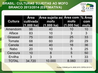 BRASIL: CULTURAS SUJEITAS AO MOFO BRANCO 2013/2014 (ESTIMATIVA) 
Fontes: CONAB jan/14, IBGE 2010, CEPEA 2013/14 
Cultura 
Área cultivada 
(1.000 ha) 
Área sujeita ao mofo 
(1.000 ha) 
Área com mofo 
(1.000 ha) 
% Área 
com mofo 
Amendoim 
98 
40 
10 
10 
Alface 
83 
10 
3 
3 
Girassol 
75 
60 
25 
33 
Tomate 
68 
60 
20 
29 
Canola 
44 
40 
16 
36 
Nabo 
20 
10 
5 
25 
Cenoura 
10 
8 
5 
50 
Ervilha 
3 
3 
1 
33 
TOTAL 
34.720 
10.000 
8.060 
23  
