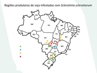 Regiões produtoras de soja infestadas com Sclerotinia sclerotiorum 
● 
● 
● 
●  