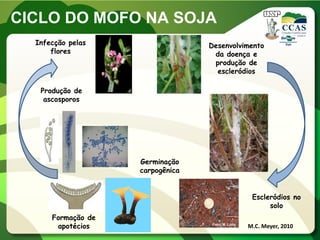 CICLO DO MOFO NA SOJA 
Foto: M. Lobo 
Junior 
Produção de 
ascosporos 
Formação de 
apotécios 
Escleródios no 
solo 
Infecção pelas 
flores 
Desenvolvimento 
da doença e 
produção de 
escleródios 
M.C. Meyer, 2010 
Germinação 
carpogênica 
 