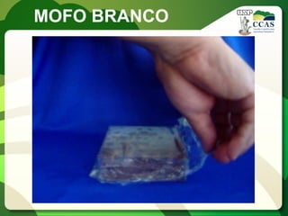 MOFO BRANCO  